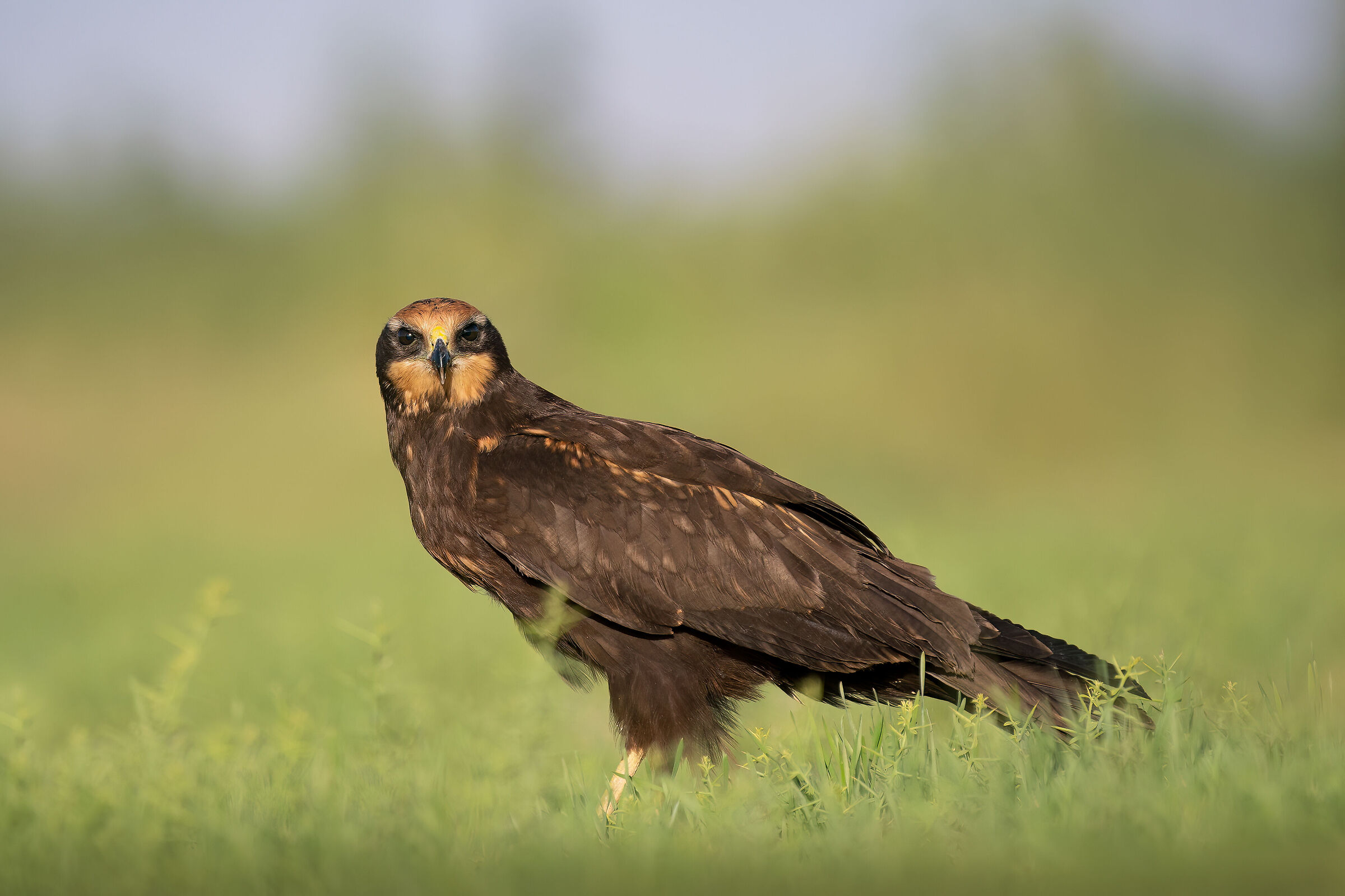 Western marsh harrier