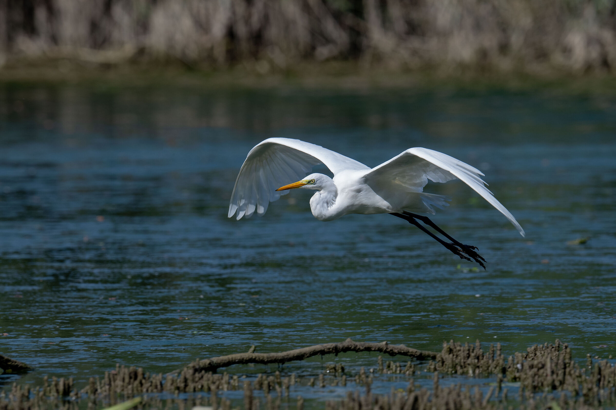 White heron