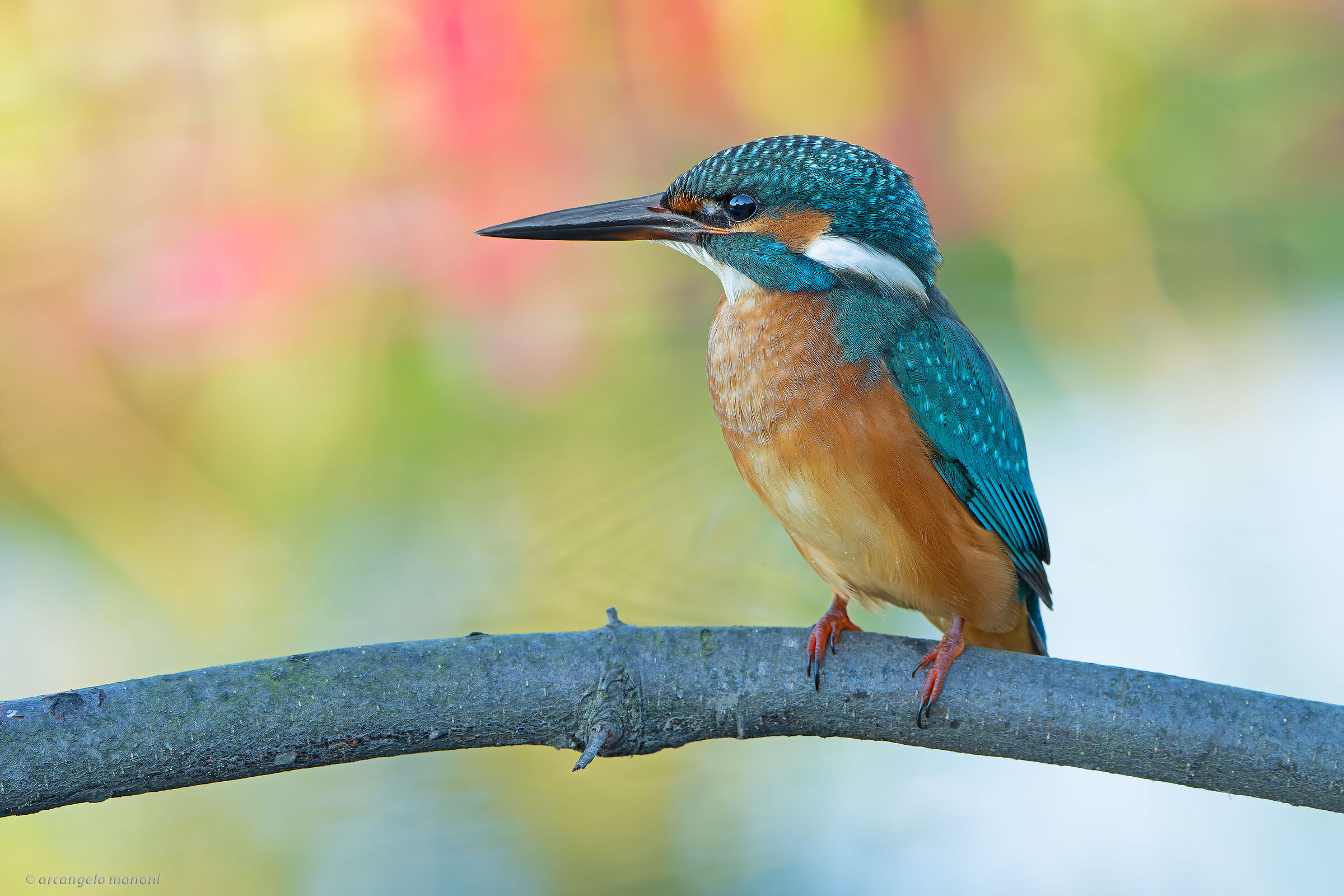 The martino and the reflections on the lake of paradise