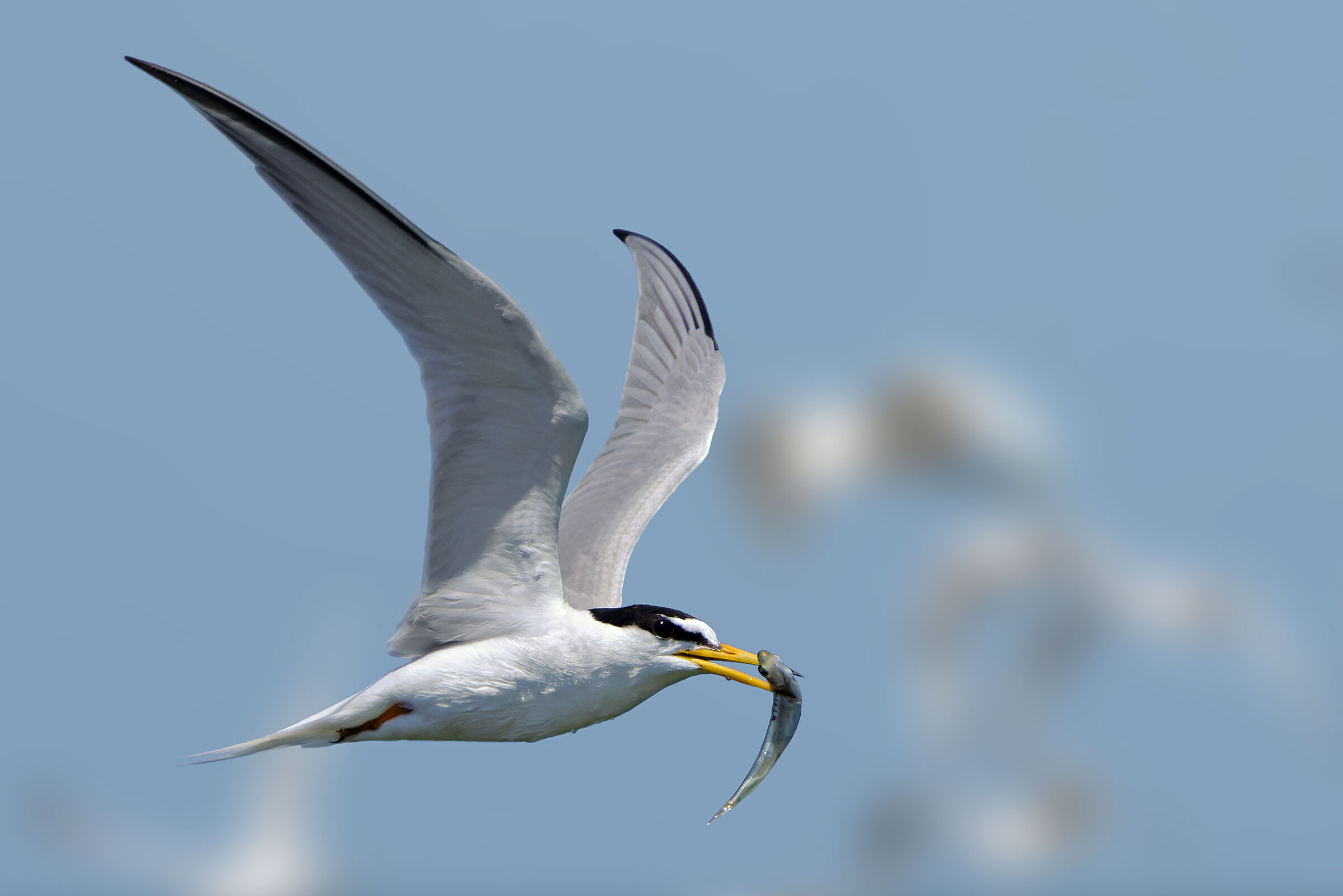 Little tern