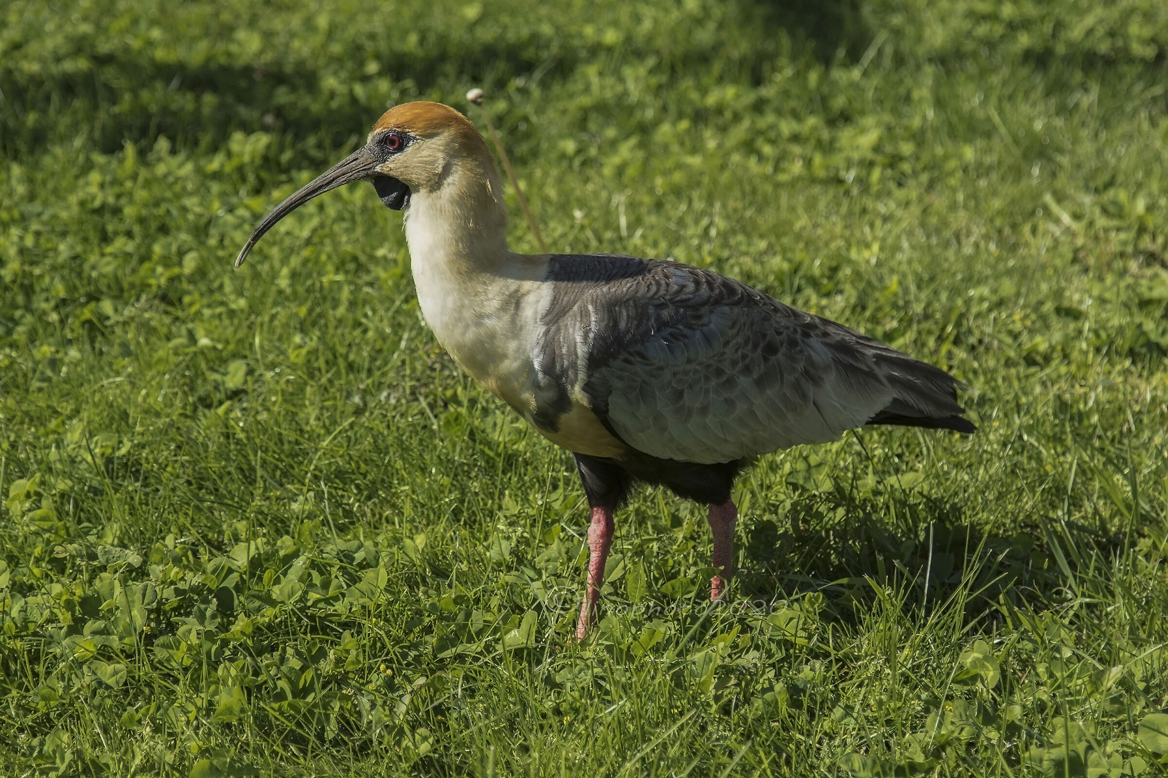 Black-faced Ibis (Theristicus melanopis)