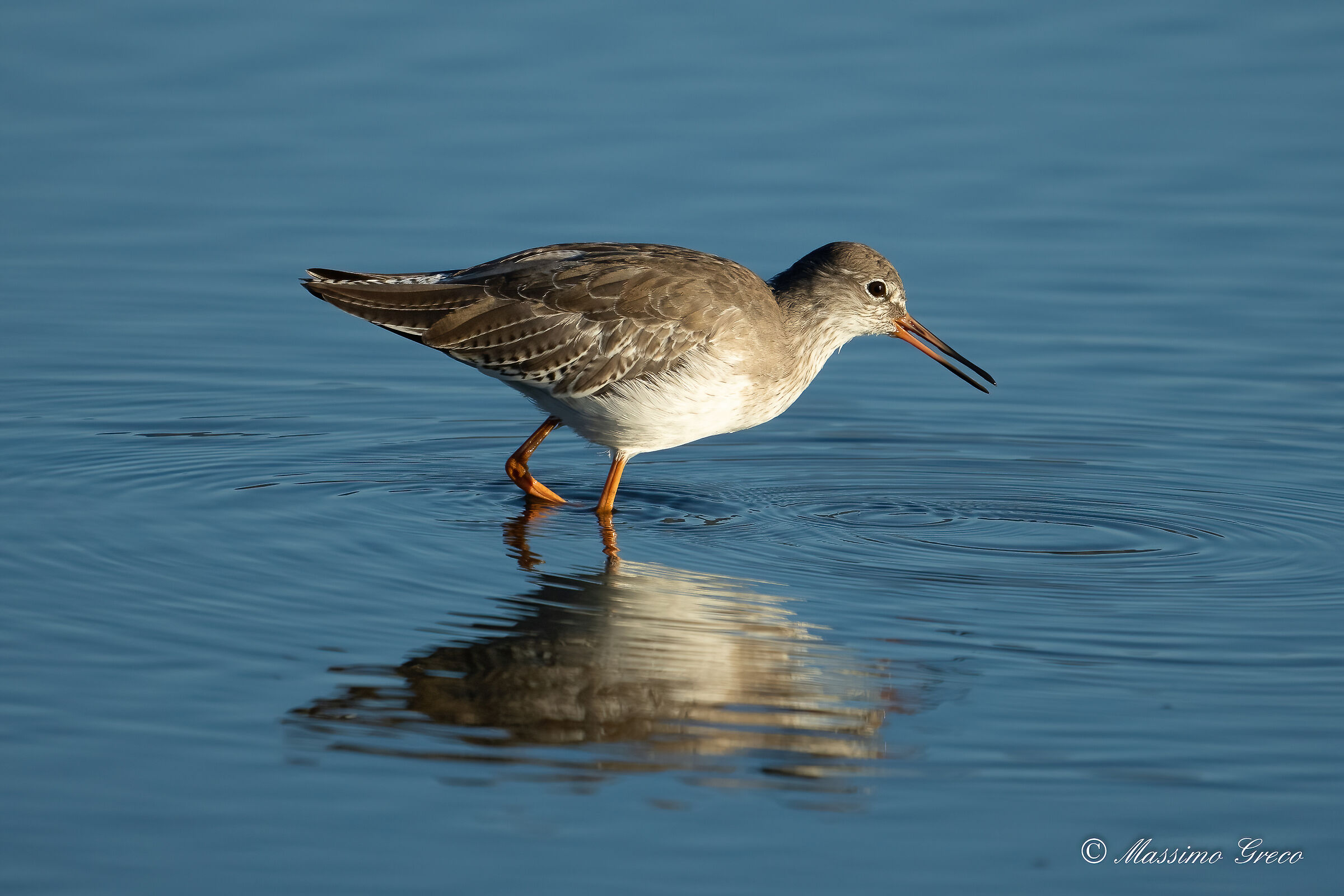 Gossip (Tringa totanus)