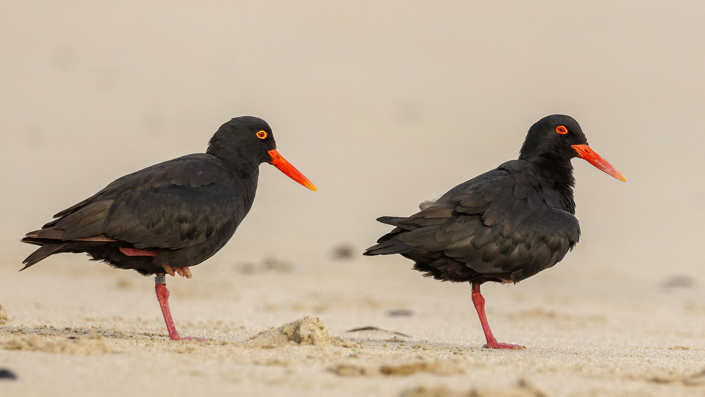 African Oystercatcher (Haematopus Moquini) 2022