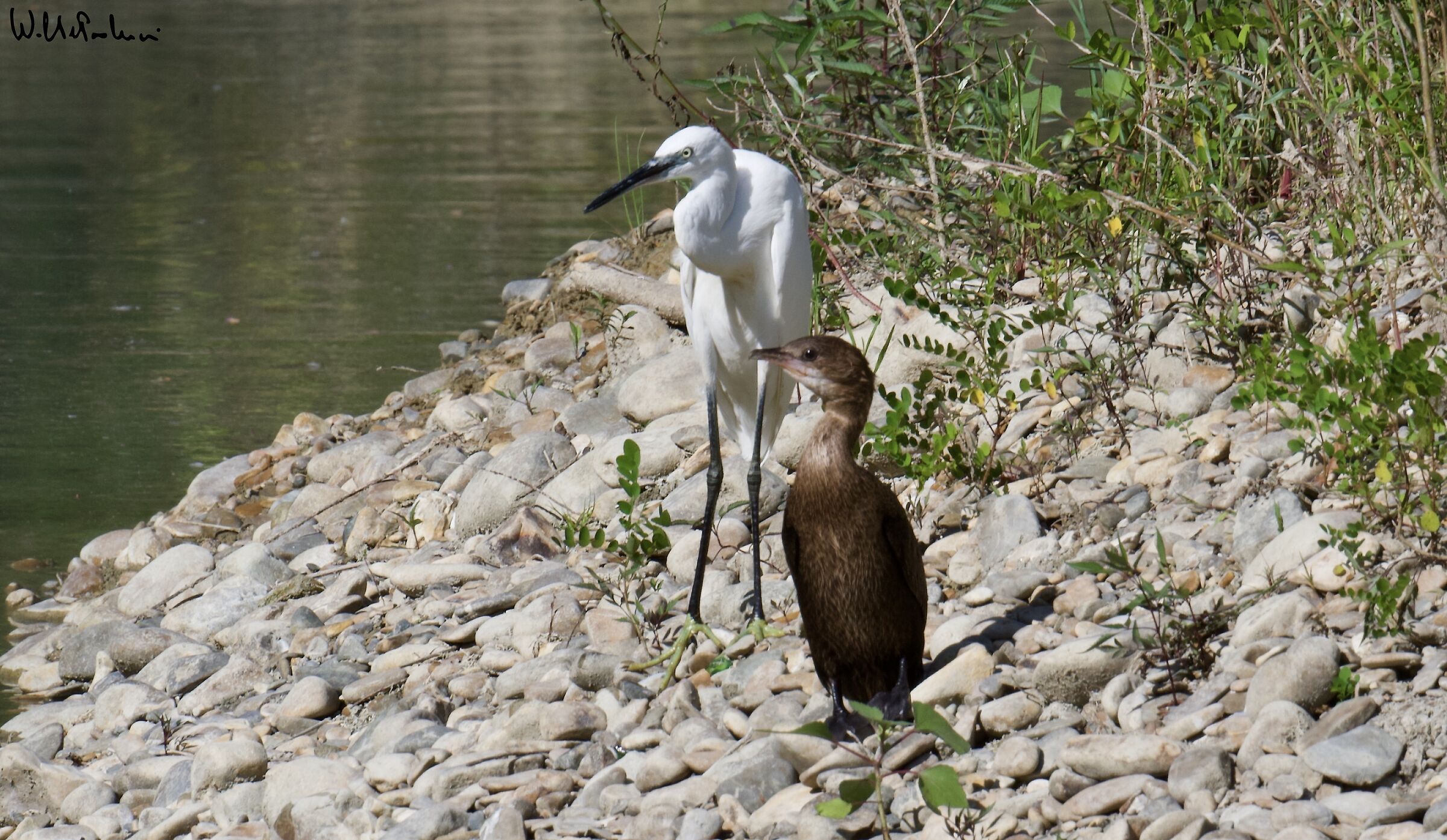 Black and White .... ( Egret + Marangone Minore)