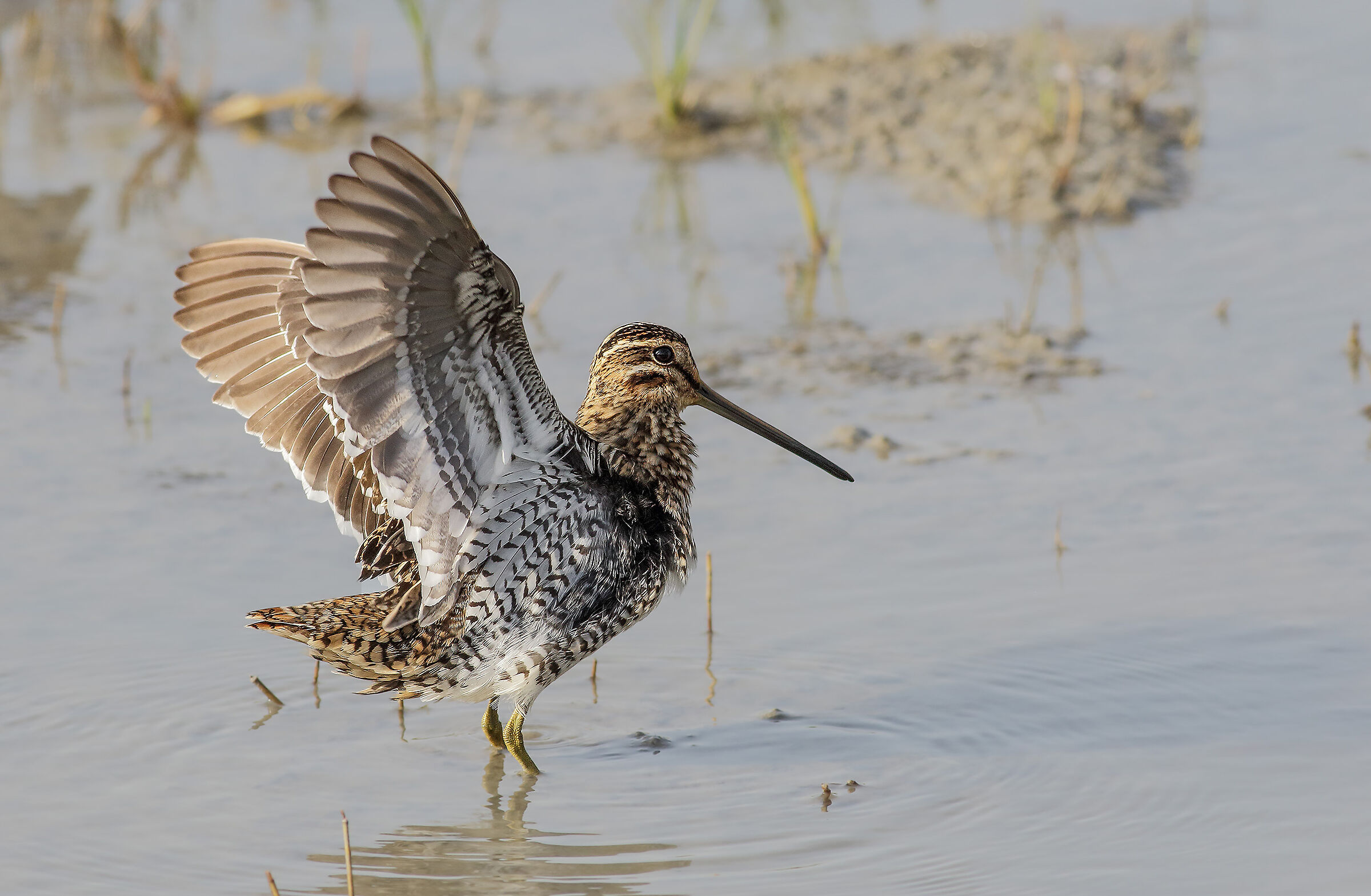 Snipe