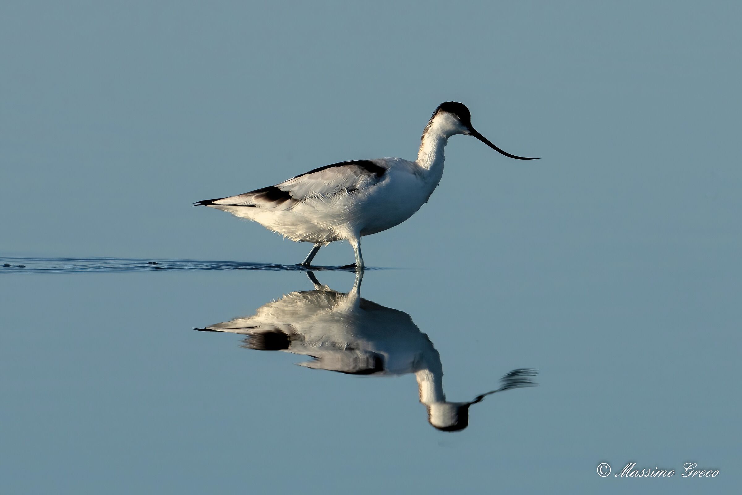 Avocetta (Recurvirostra avosetta)