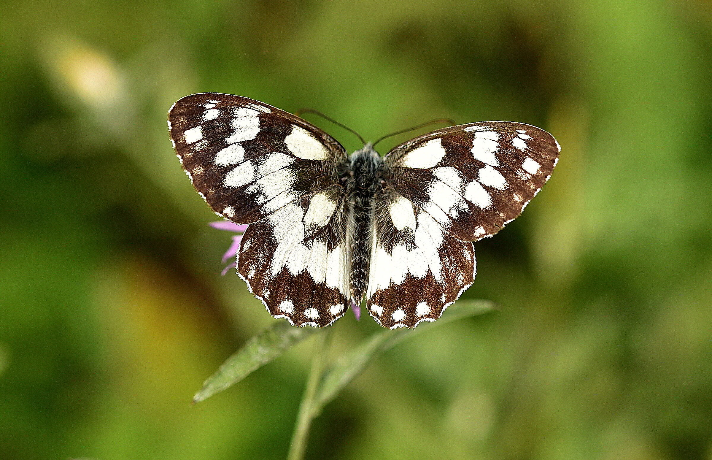 Melanargia Galathea (Satyridi)