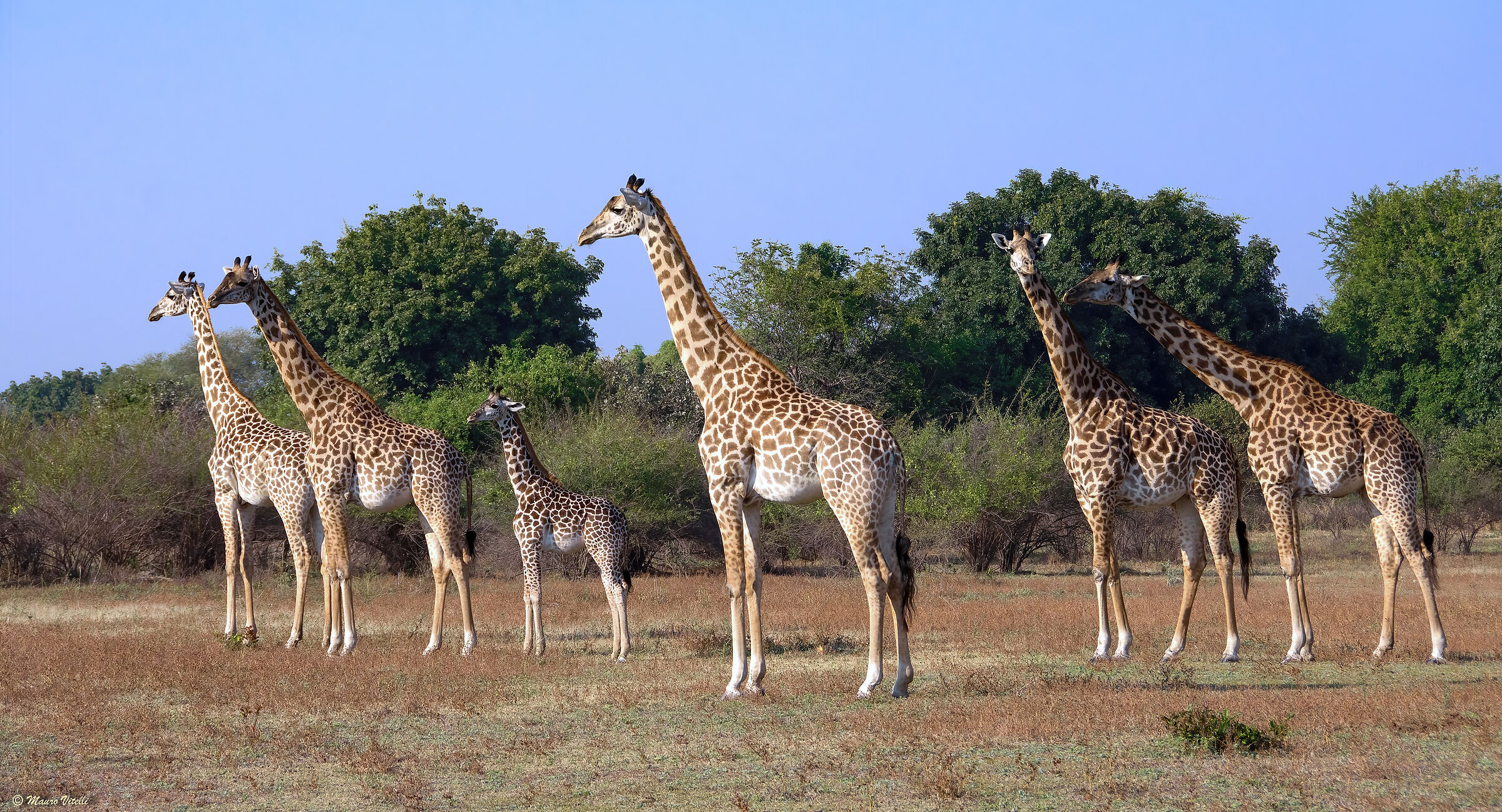 Giraffa di Thornicroft (Zambia)