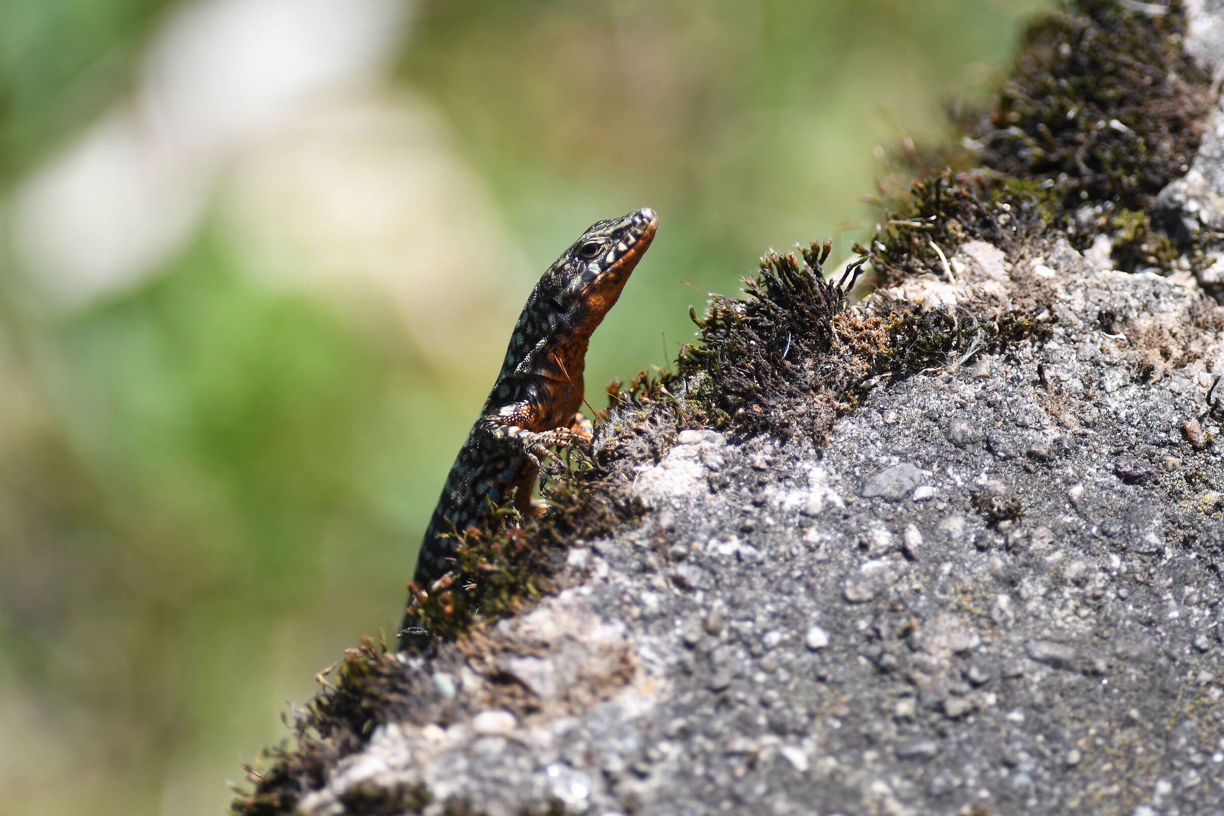 Lizard