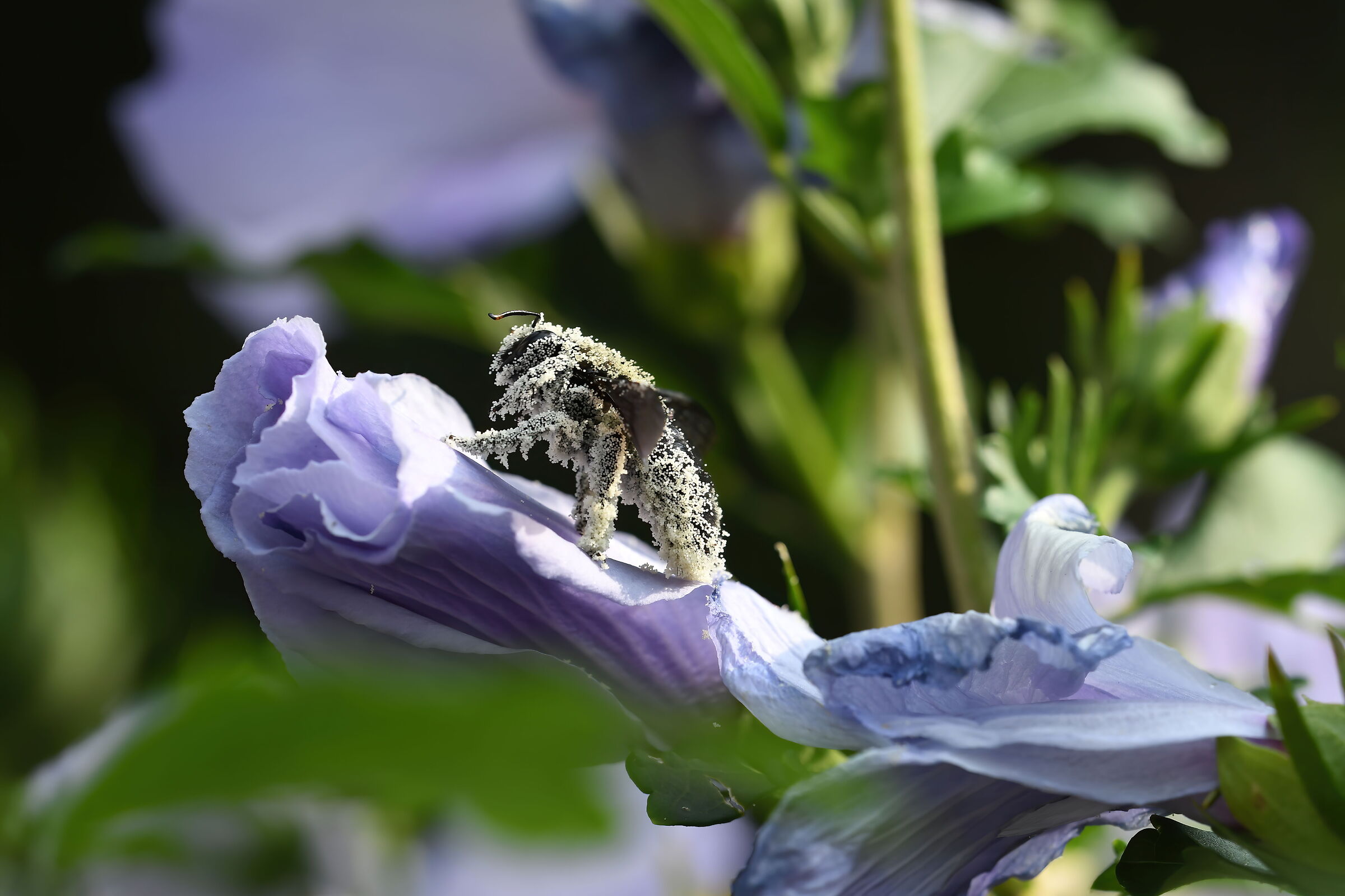 Bee