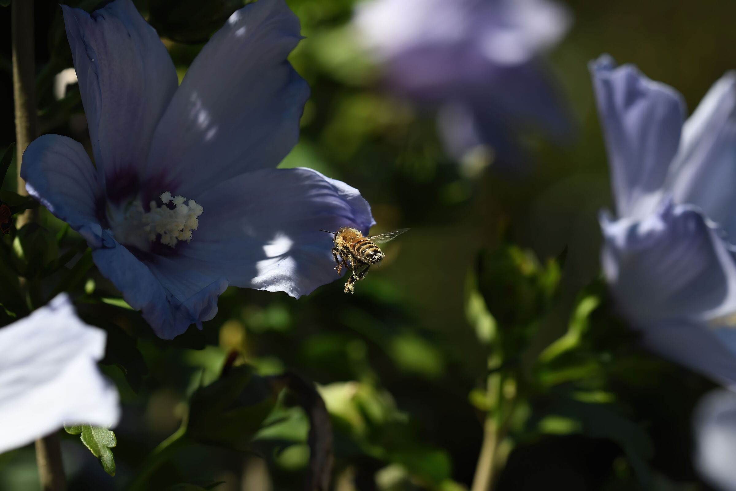 Bee