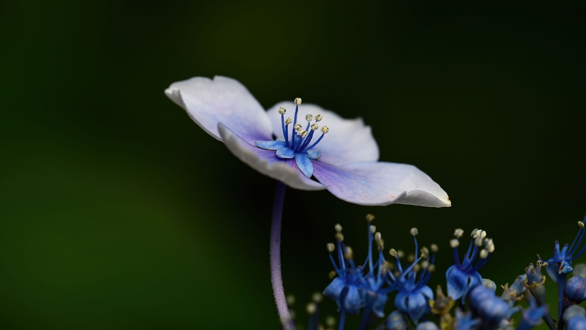 Anemone??