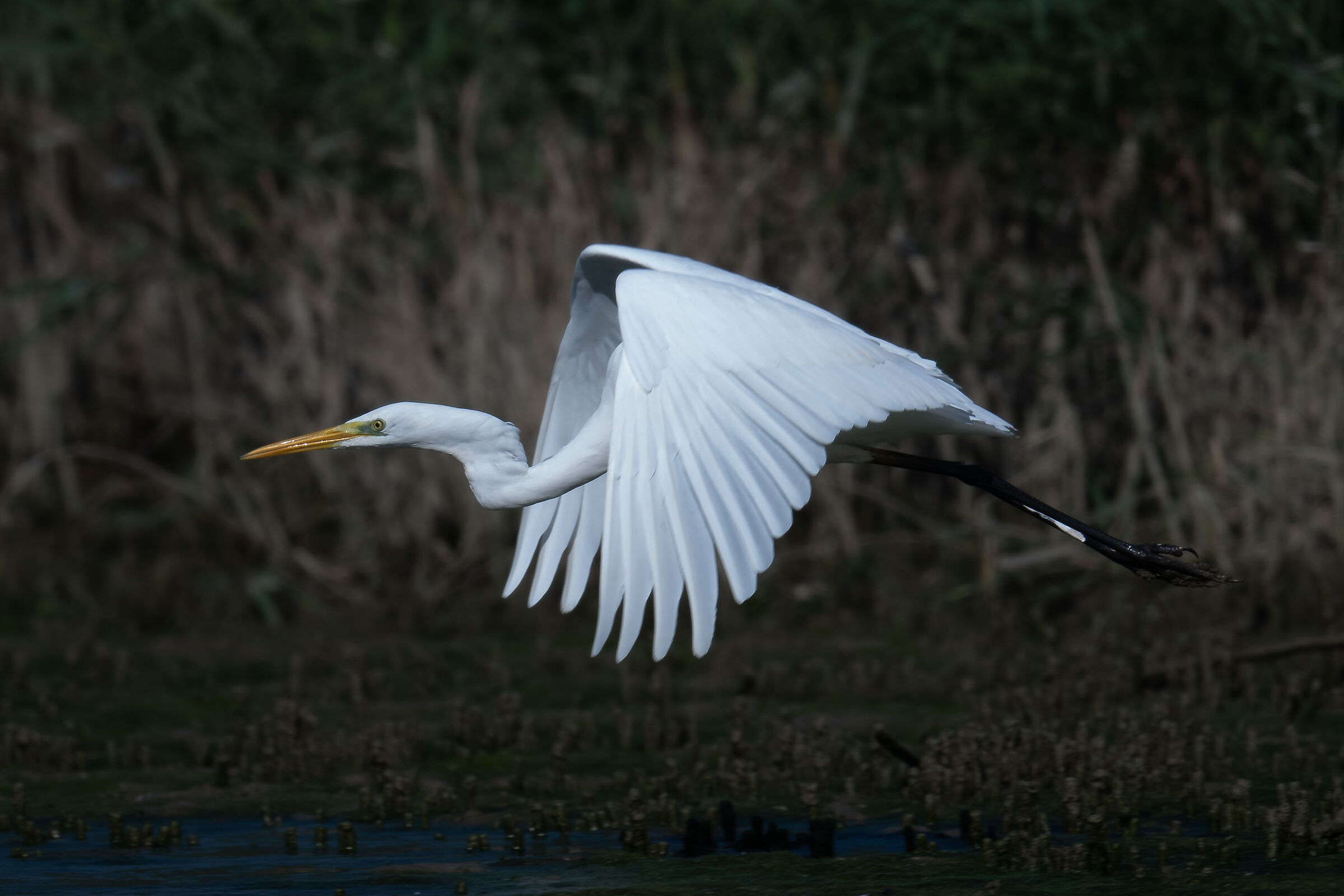Great white heron