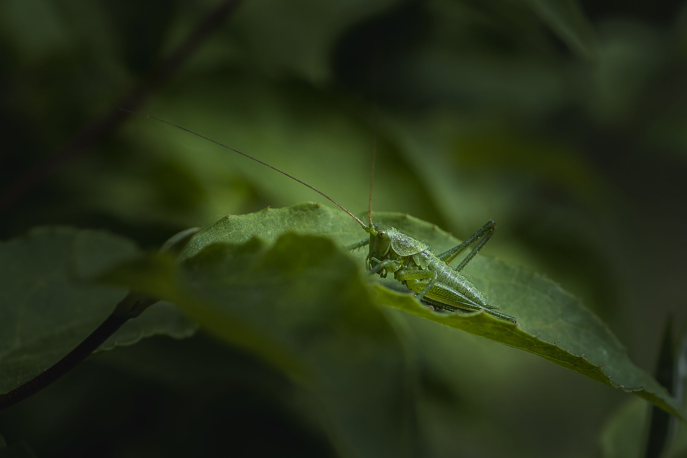 Green in the green