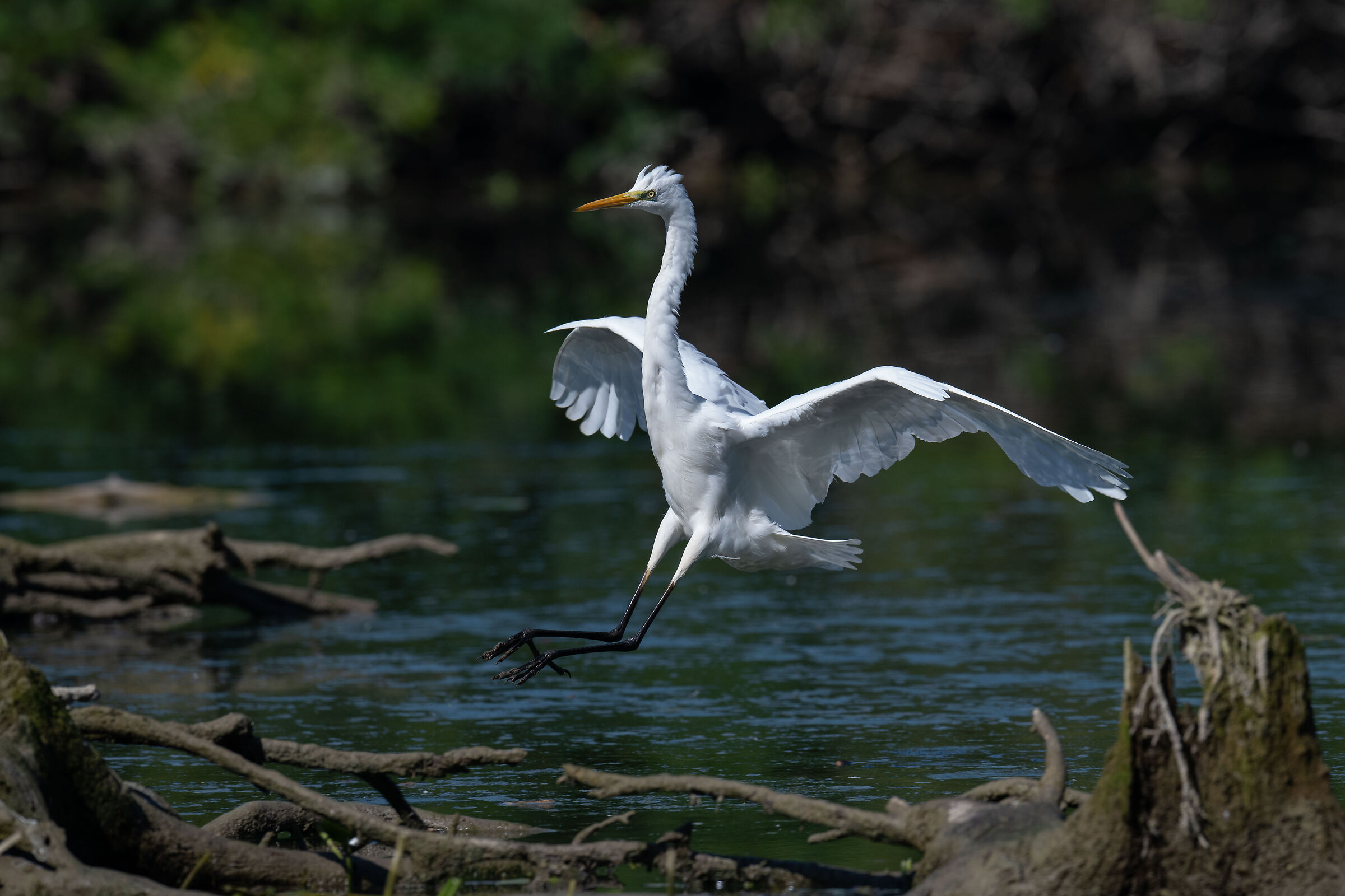Great white heron