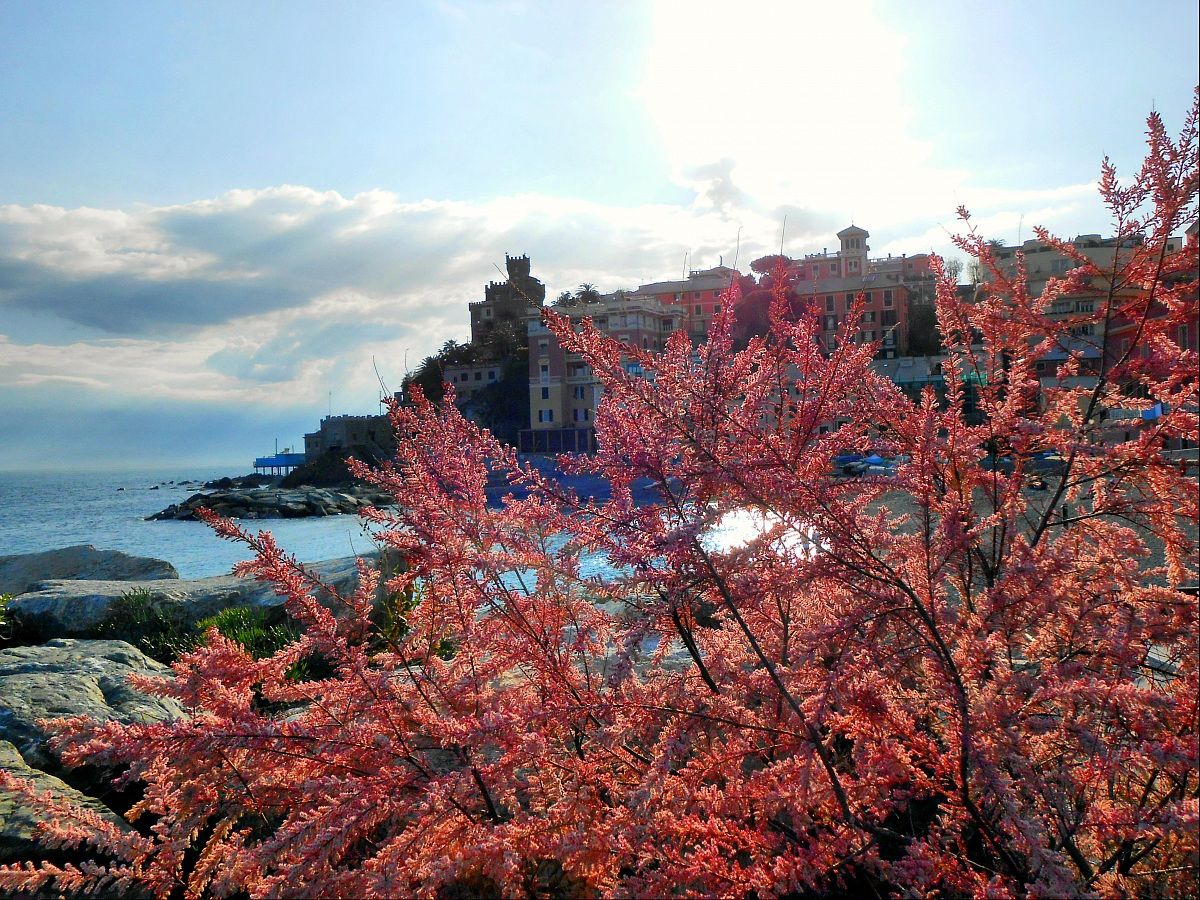 Primavera a Vernazzola, Genova
