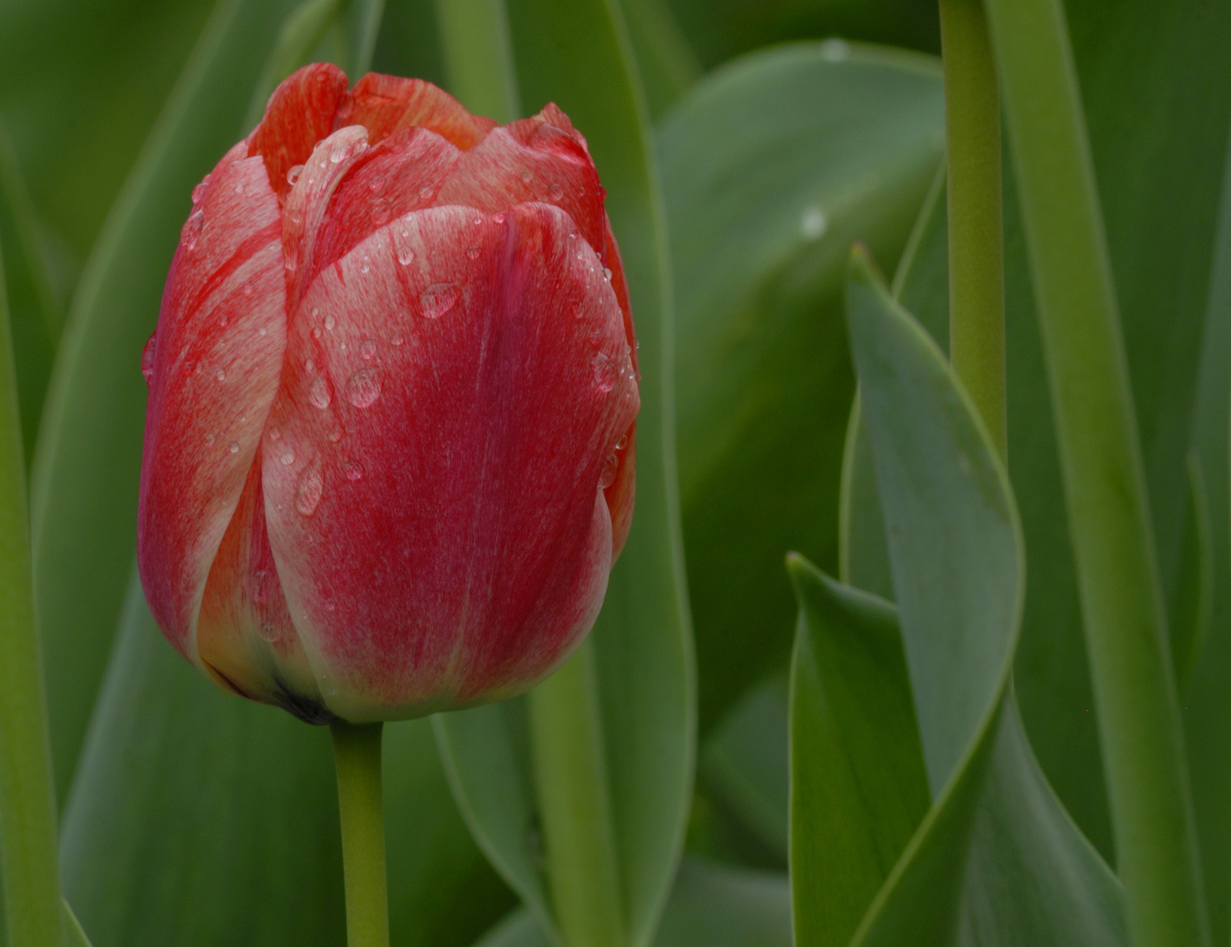 tulip