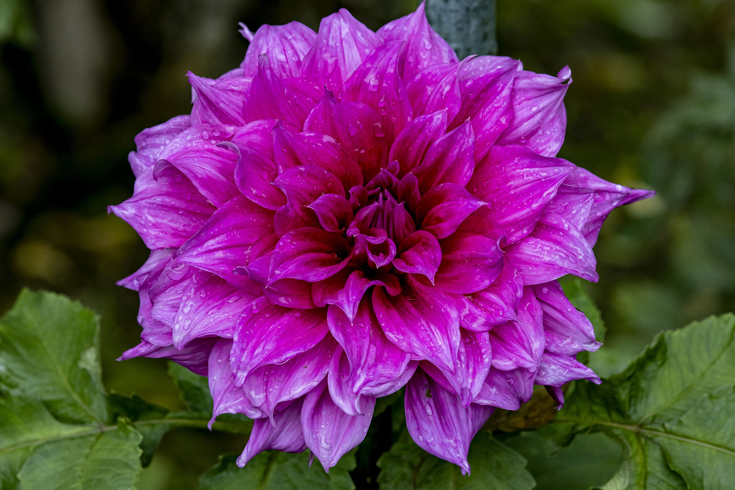 Dahlia