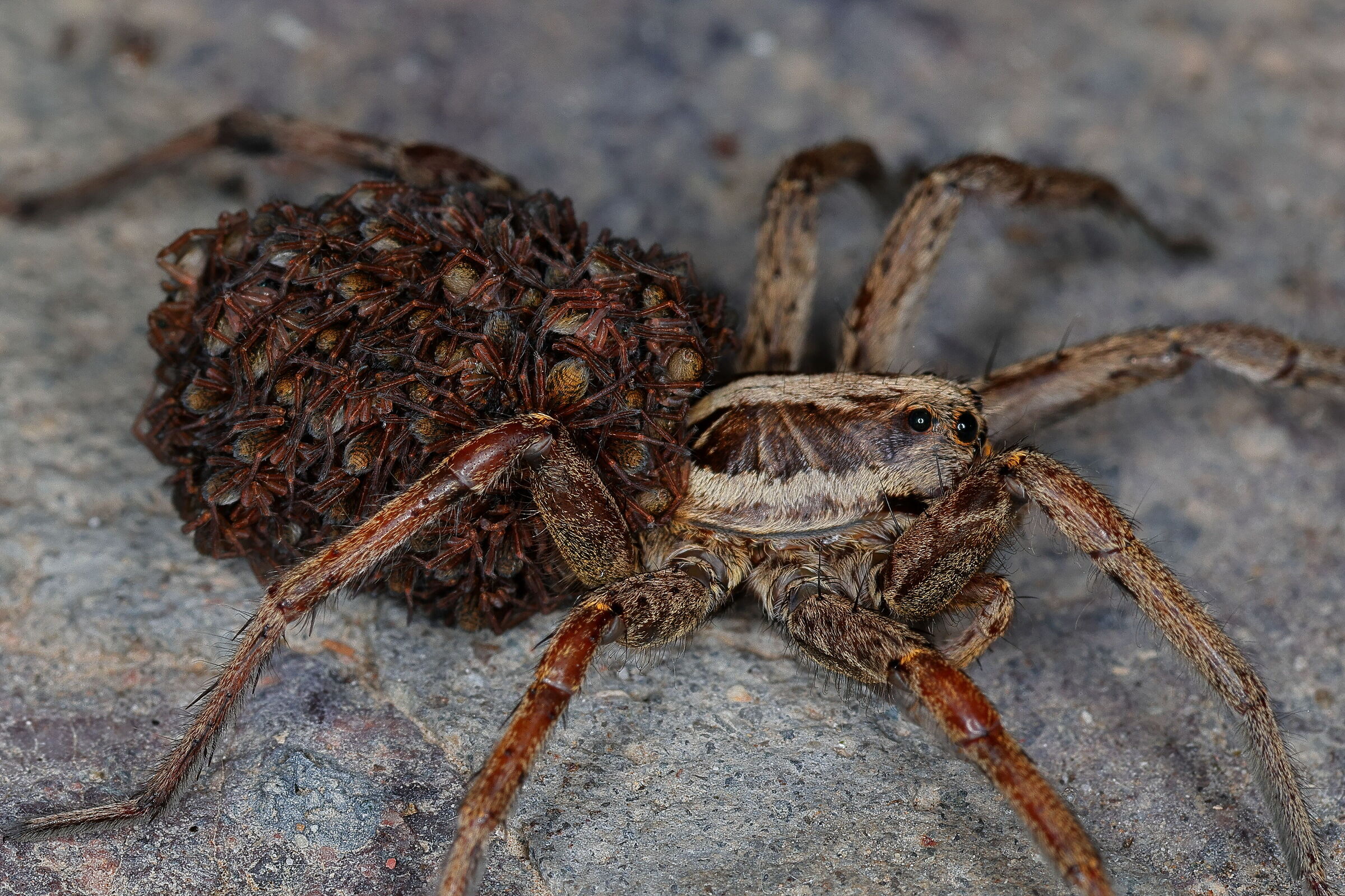 Parental care of spiders