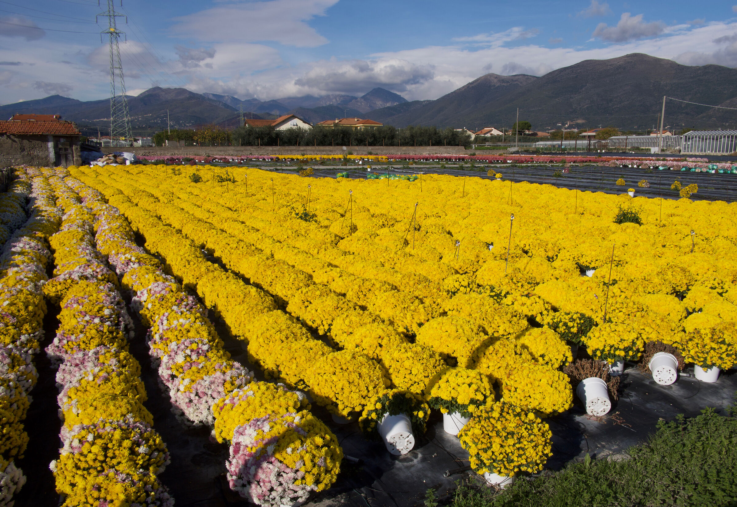 Floriculture in Albenga