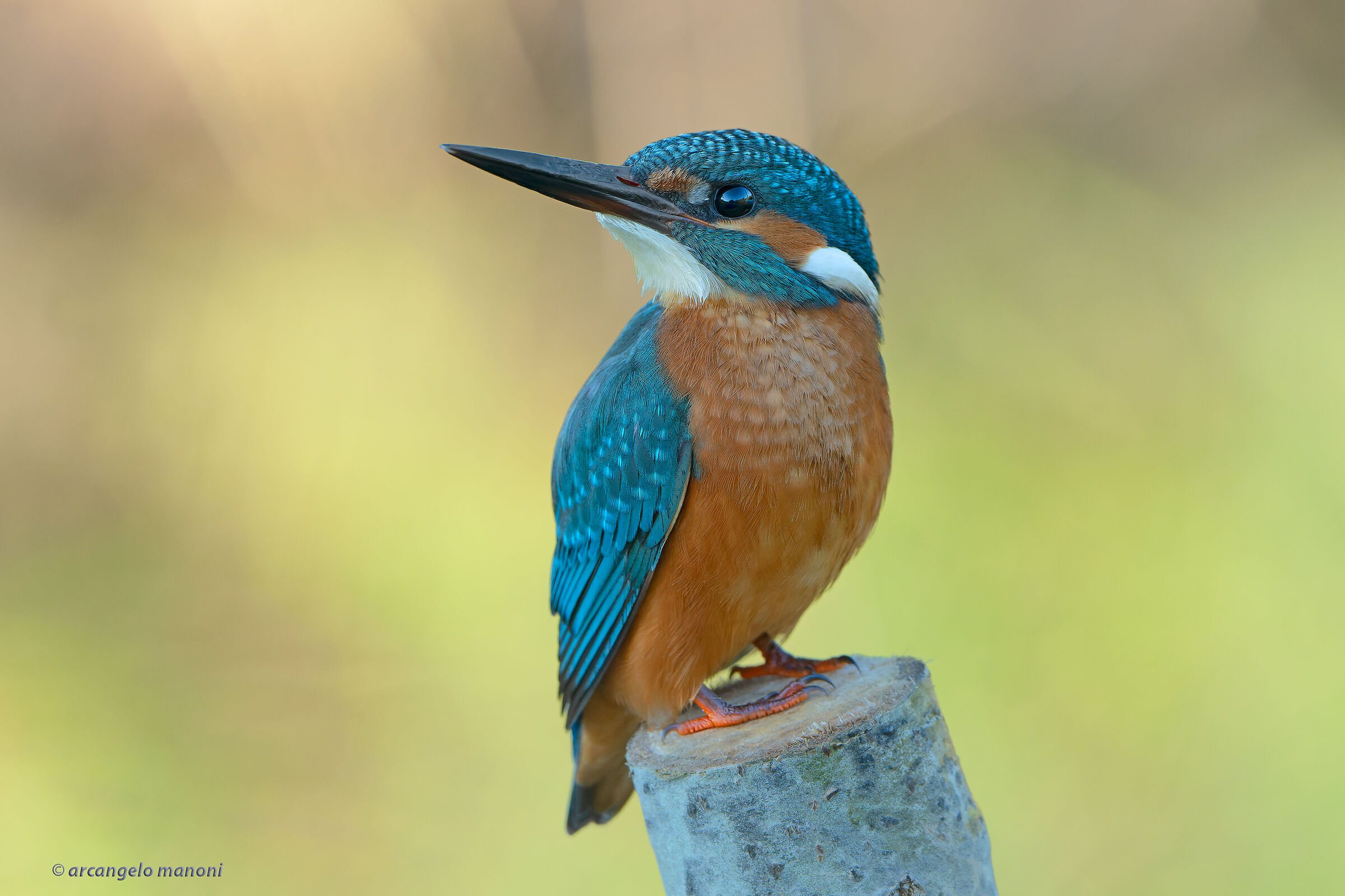 Martino in his favorite place