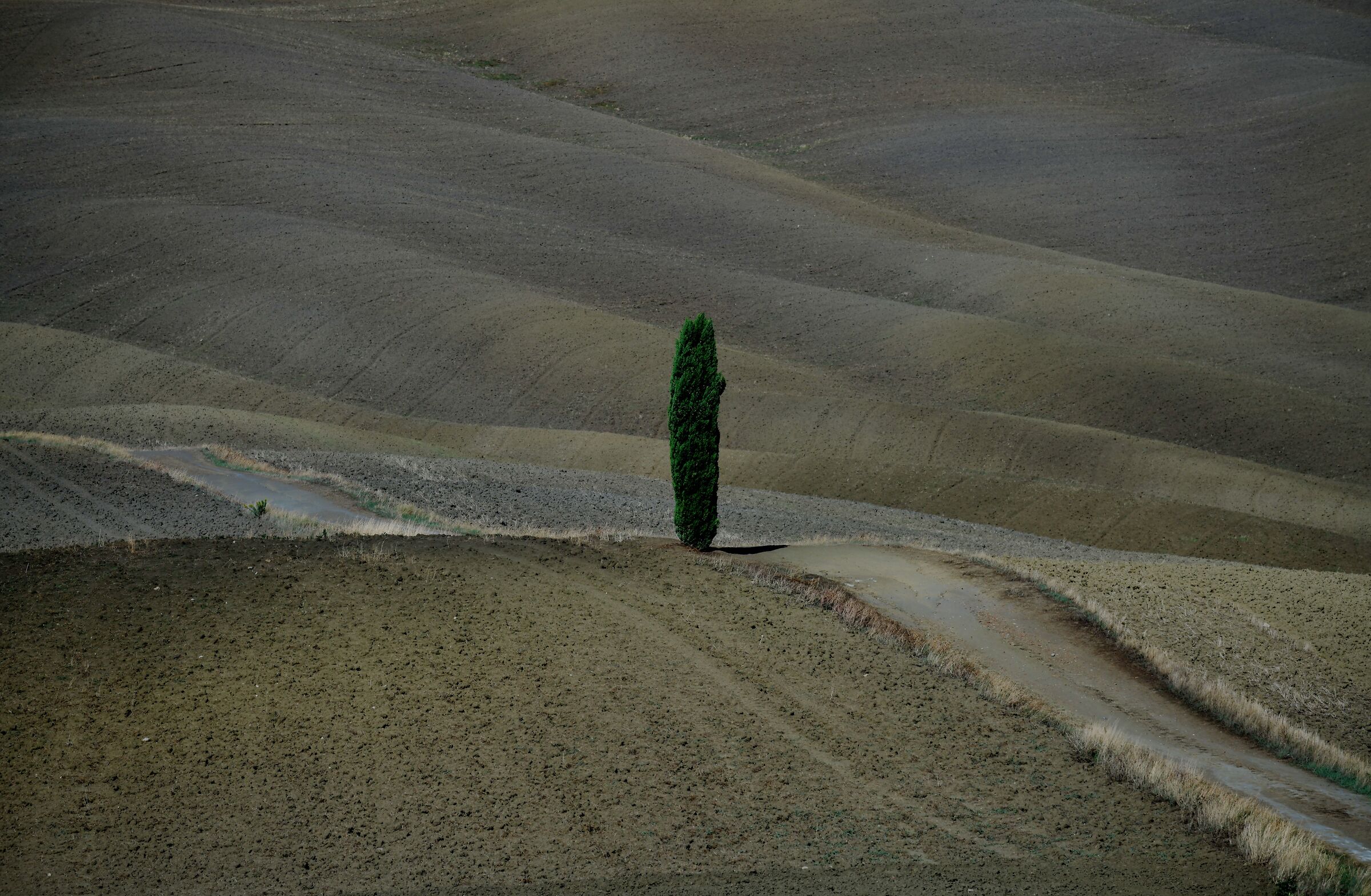 Albero in terra di Siena