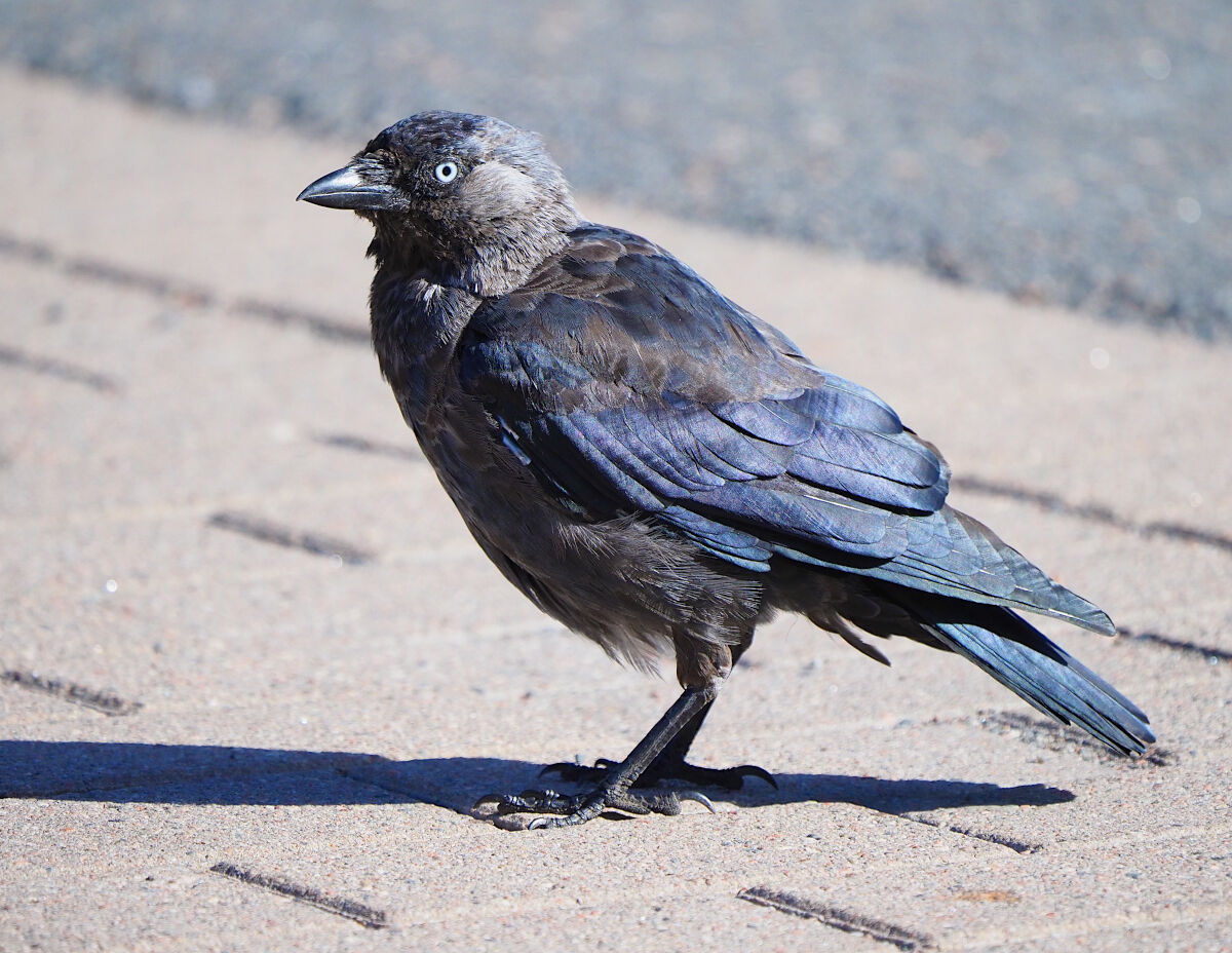 Walking around in your evening dress!