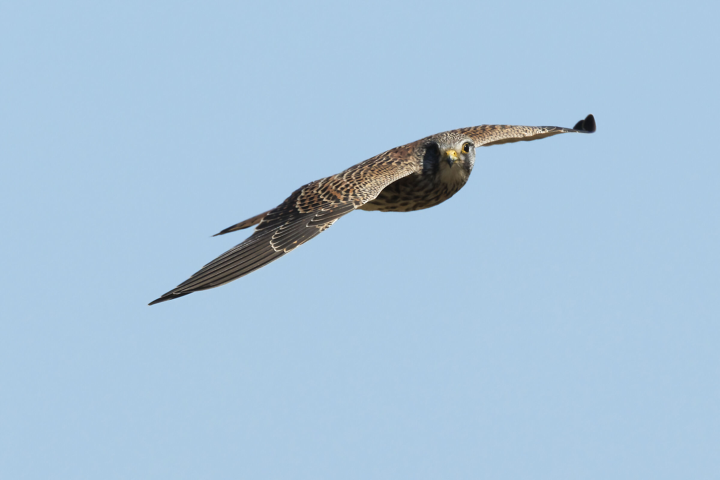 Kestrel in flight