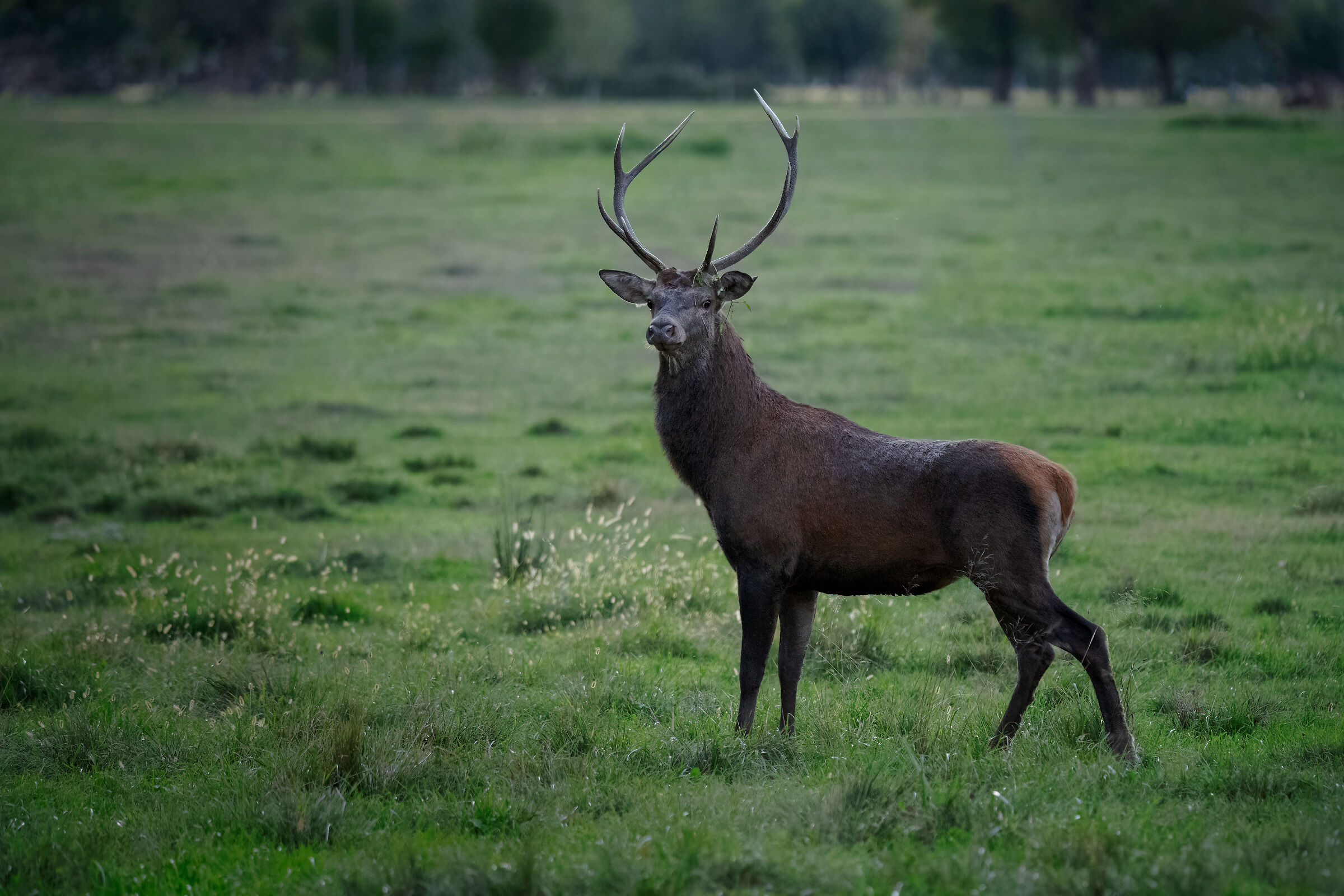 Cervo alle ultime luci (52k iso)