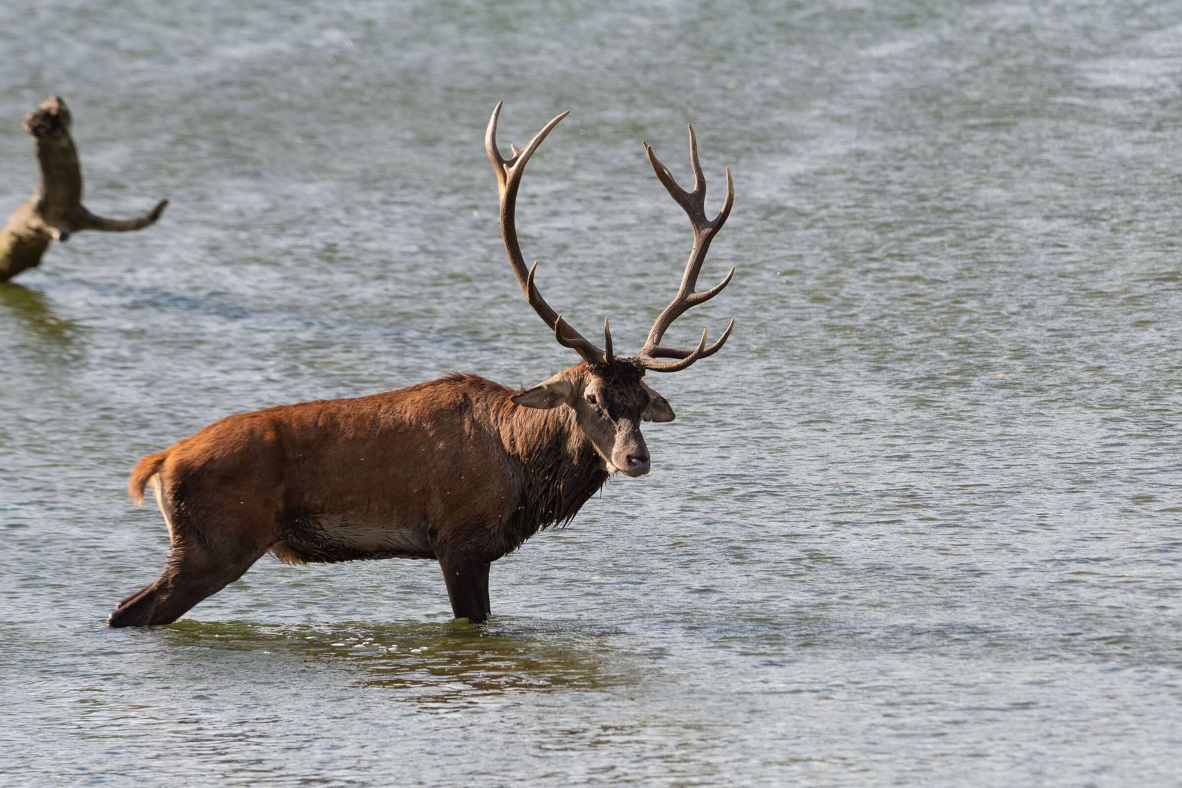 Cooling the boiling spirits in the river 1