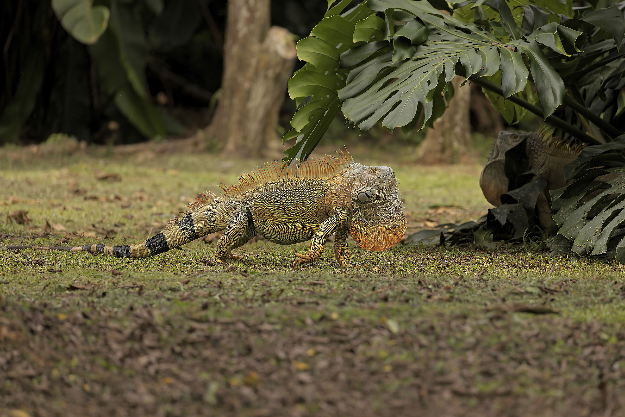 Iguana
