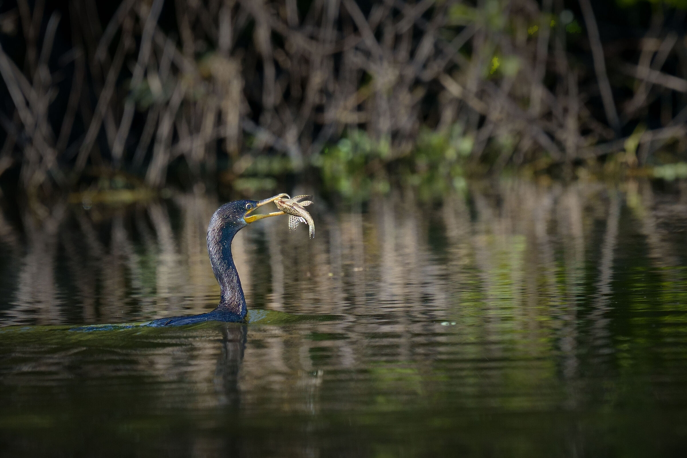 Neotropic Cormorant