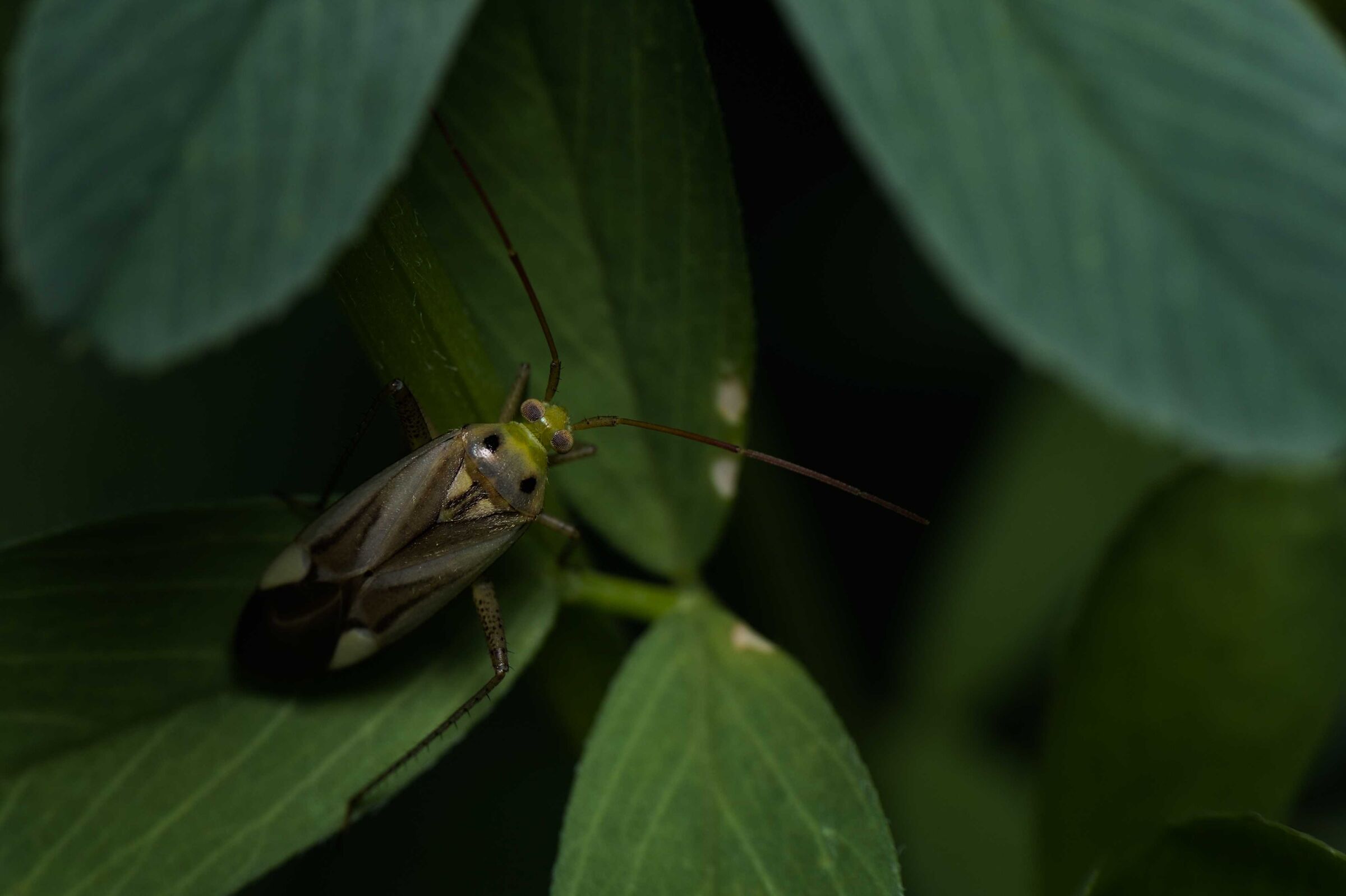 Adelphocoris lineatus