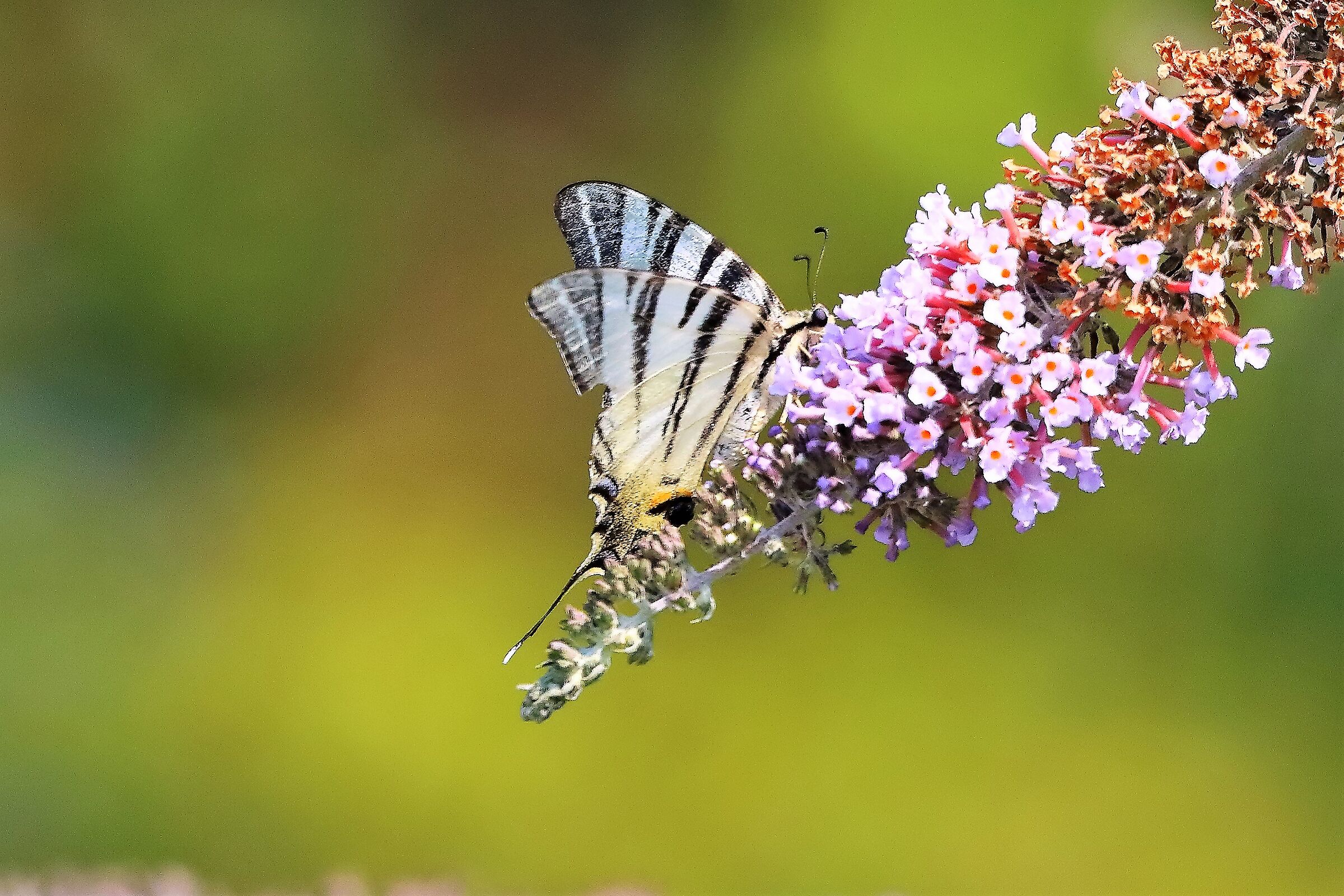 Polidario 20-07-2022