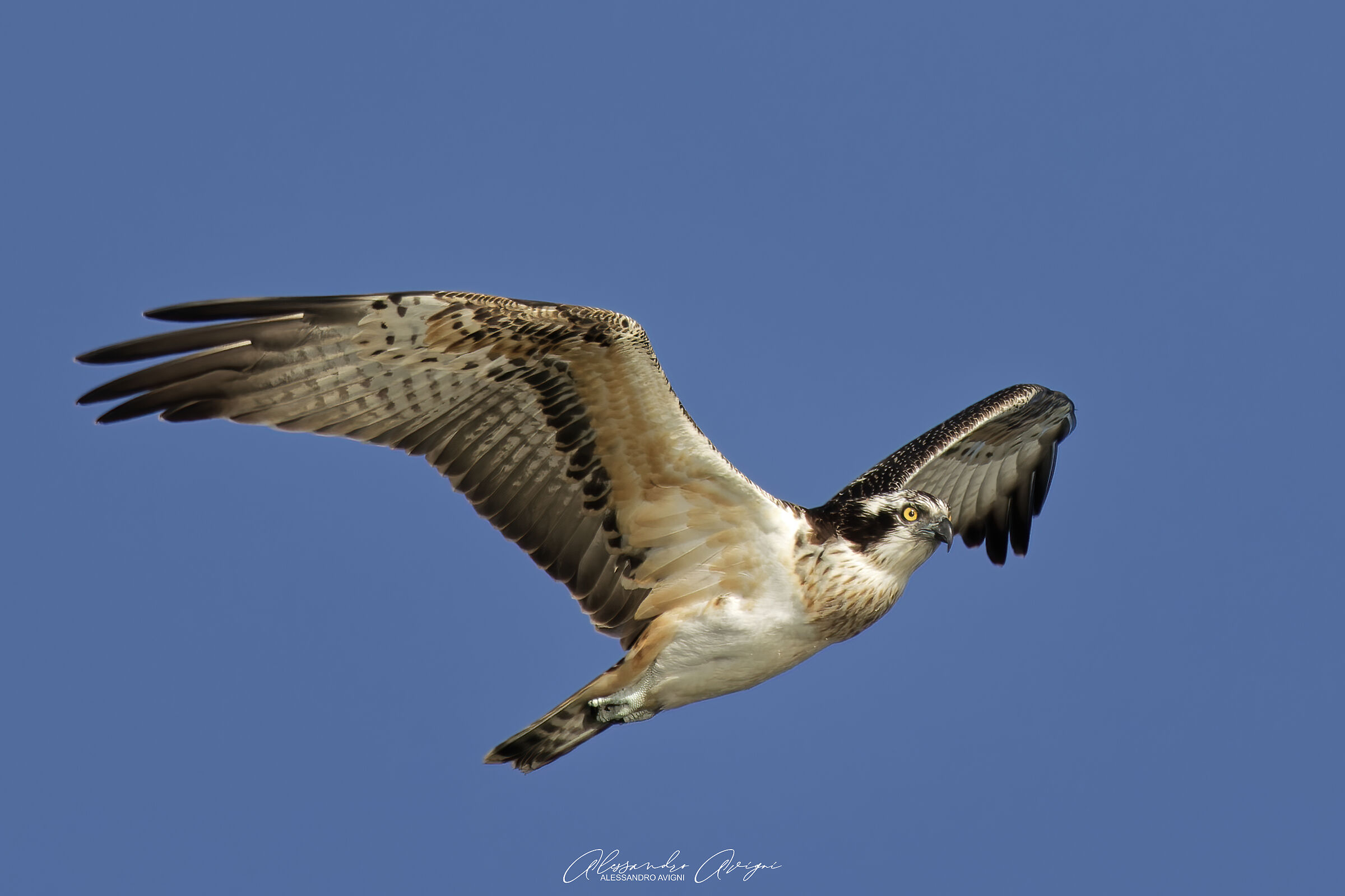 Falco Pescatore