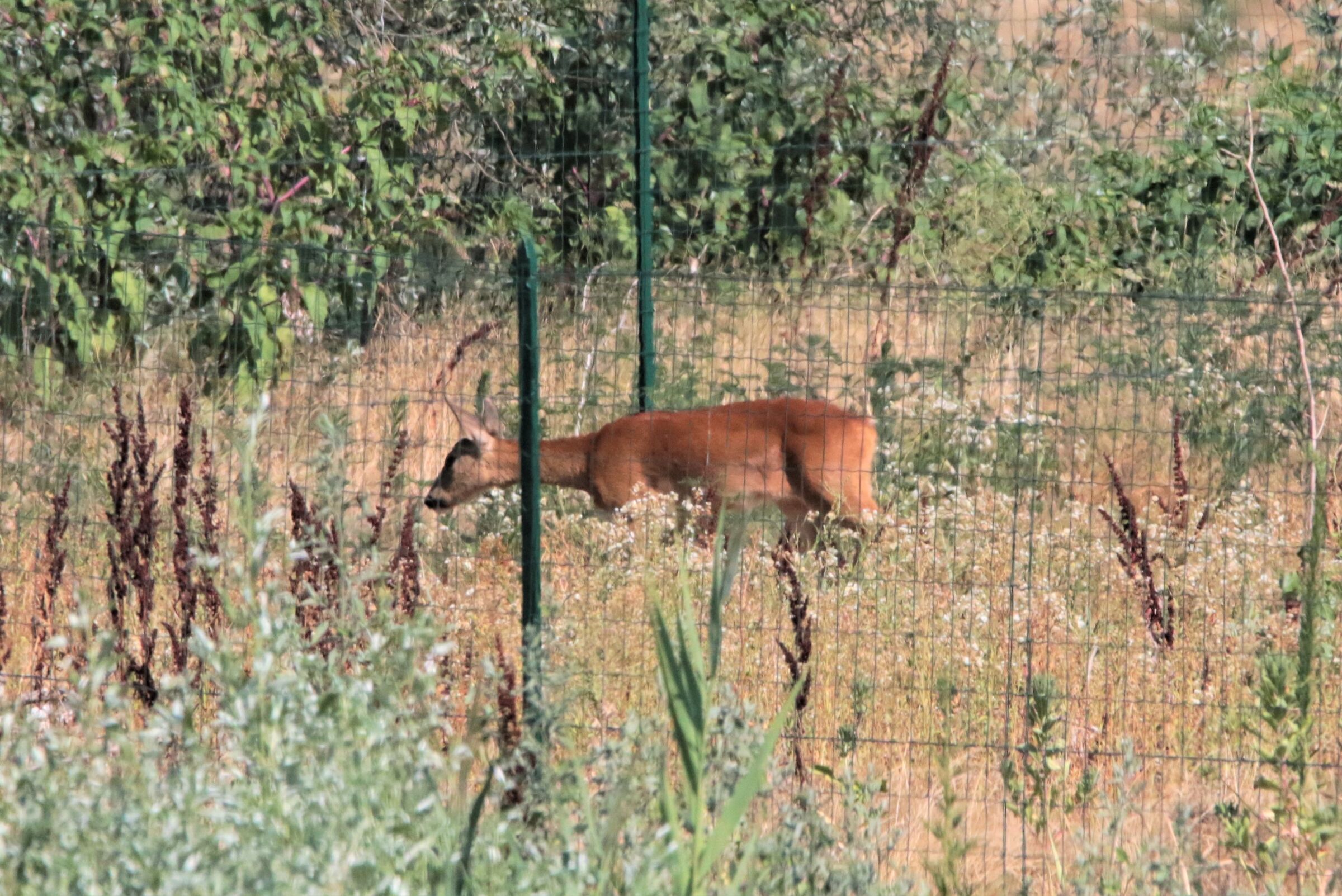 roe deer