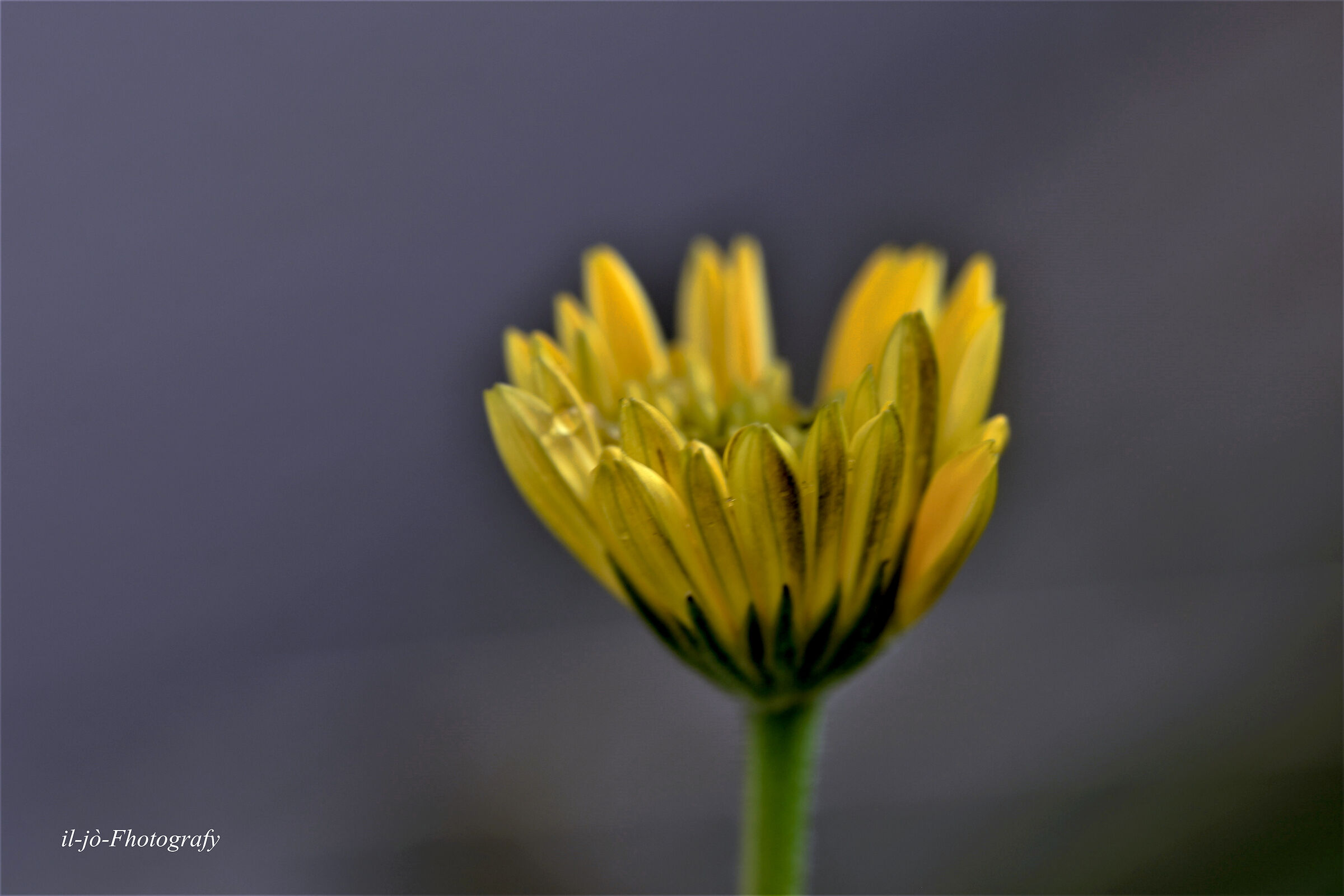 Untitled Photo