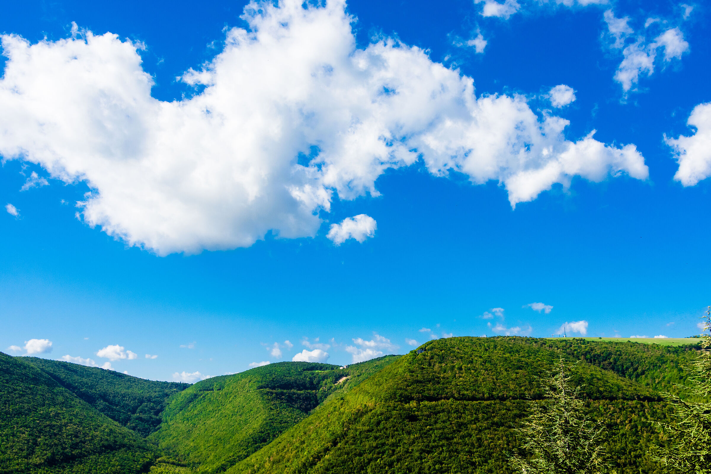 Cielo e bosco