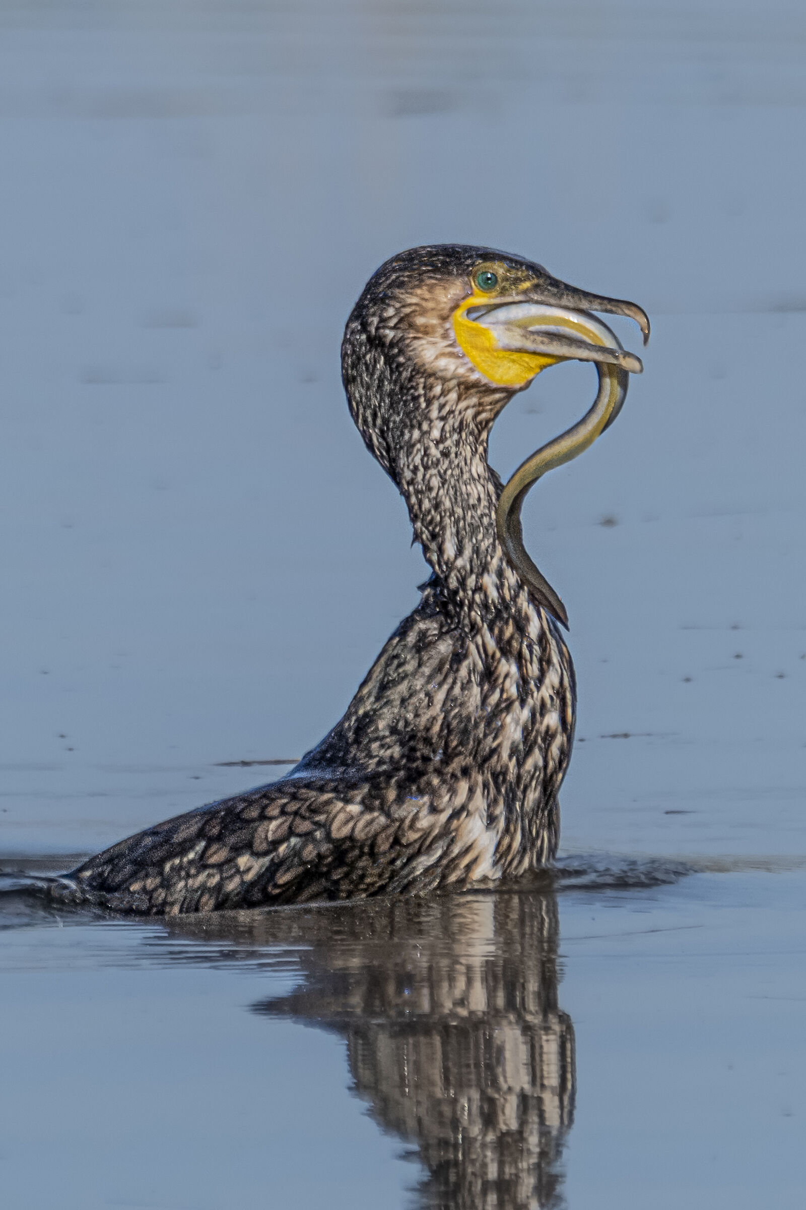 Cormorano con anguilla