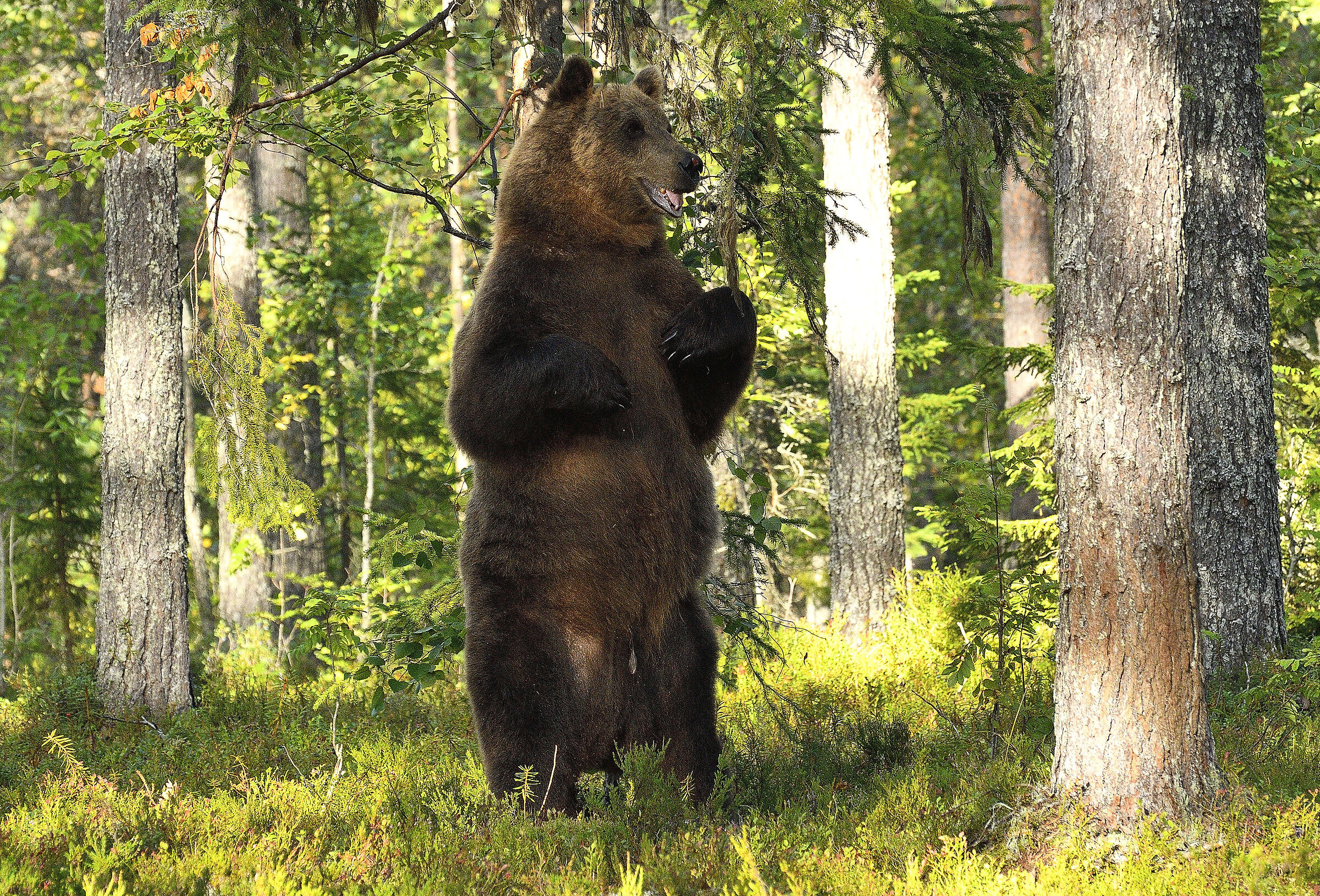 We measure the height..