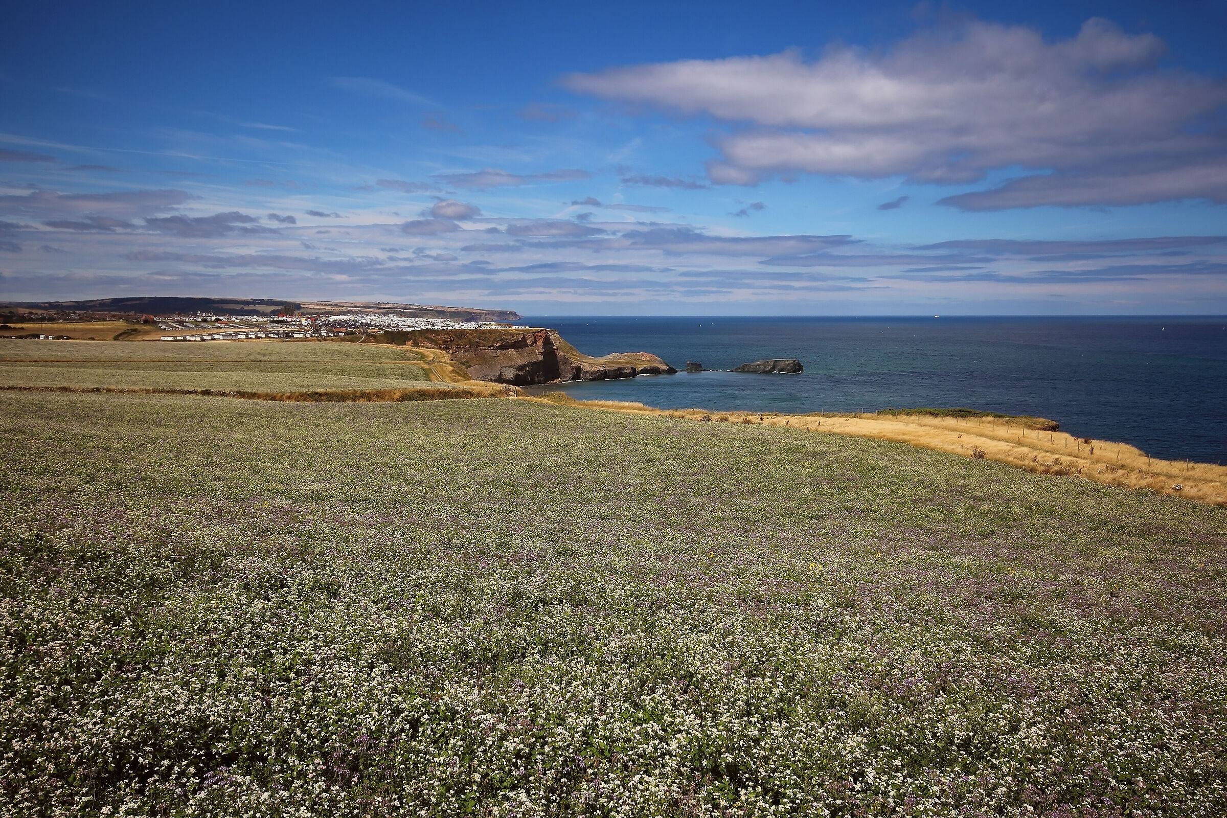 The Saltwick Flowering
