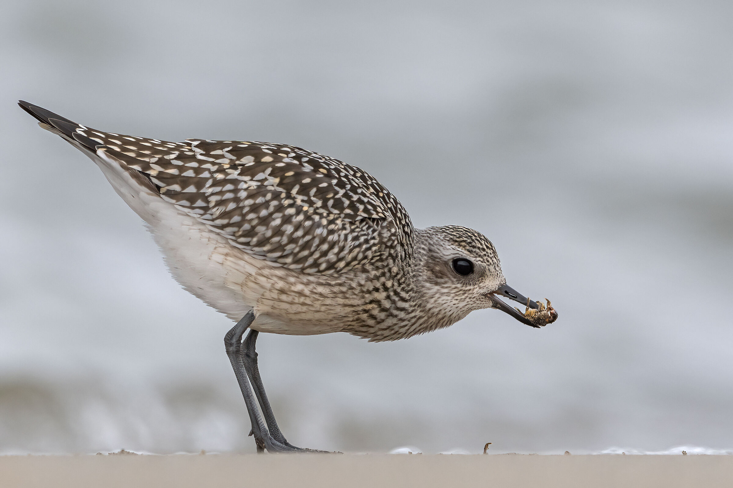 Plover with prey