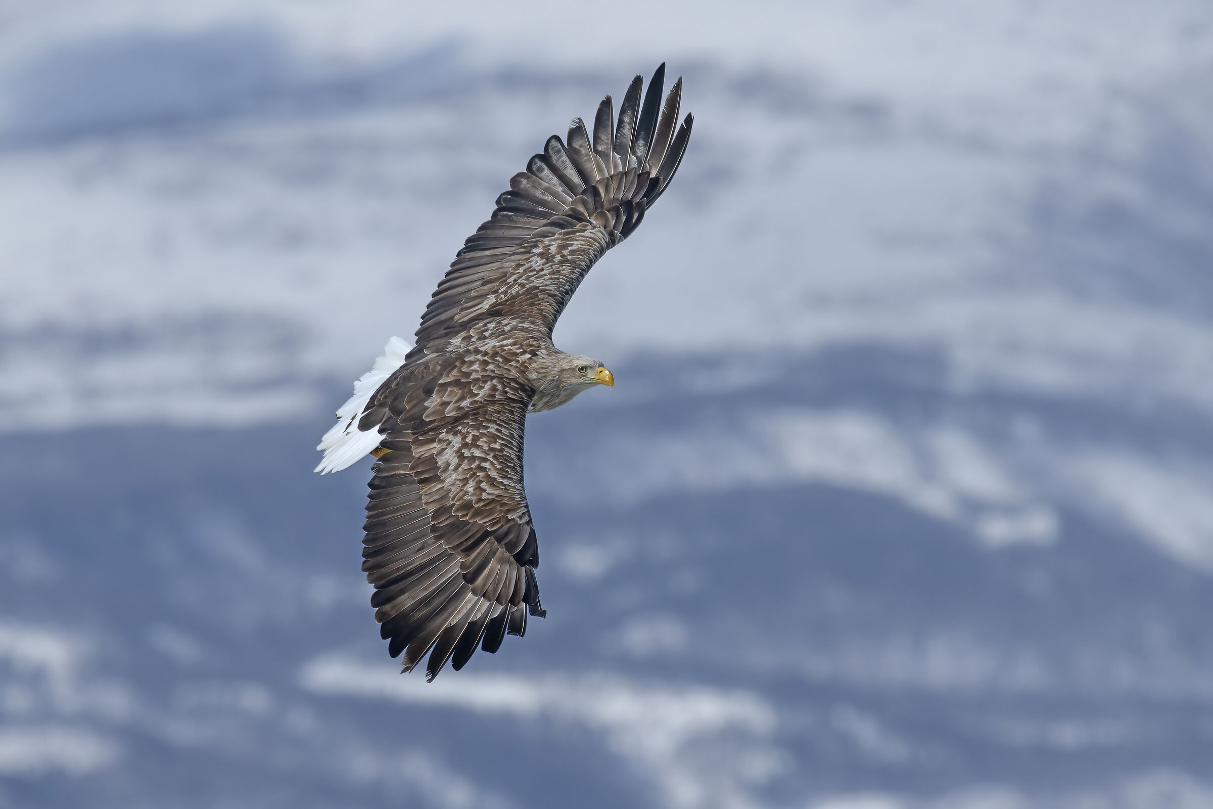 Sea eagle