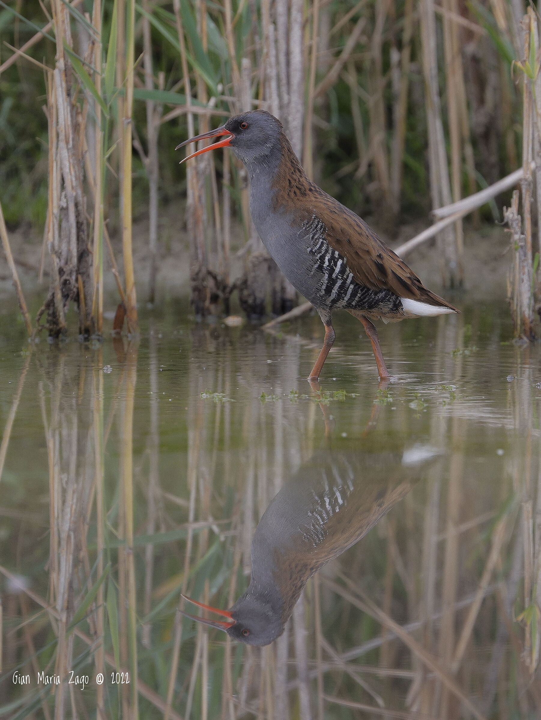 Water rail