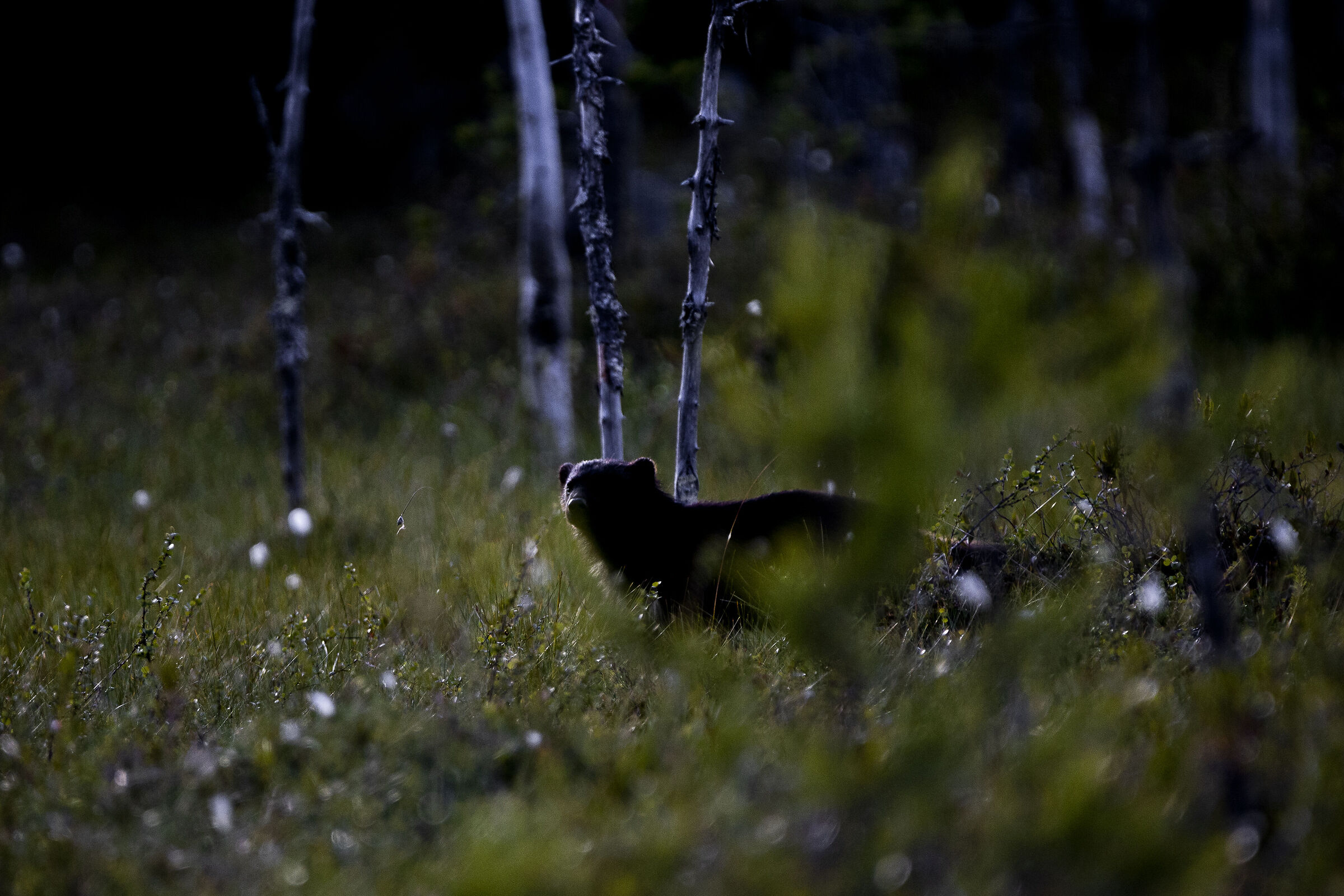 Wolwerine in the night