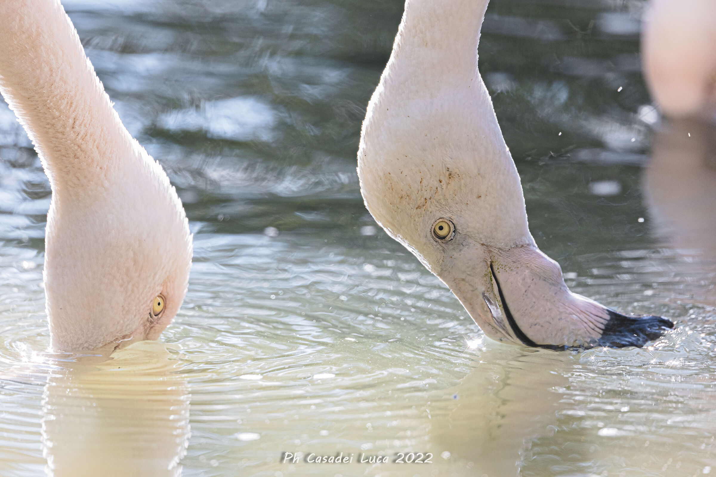 Sguardi