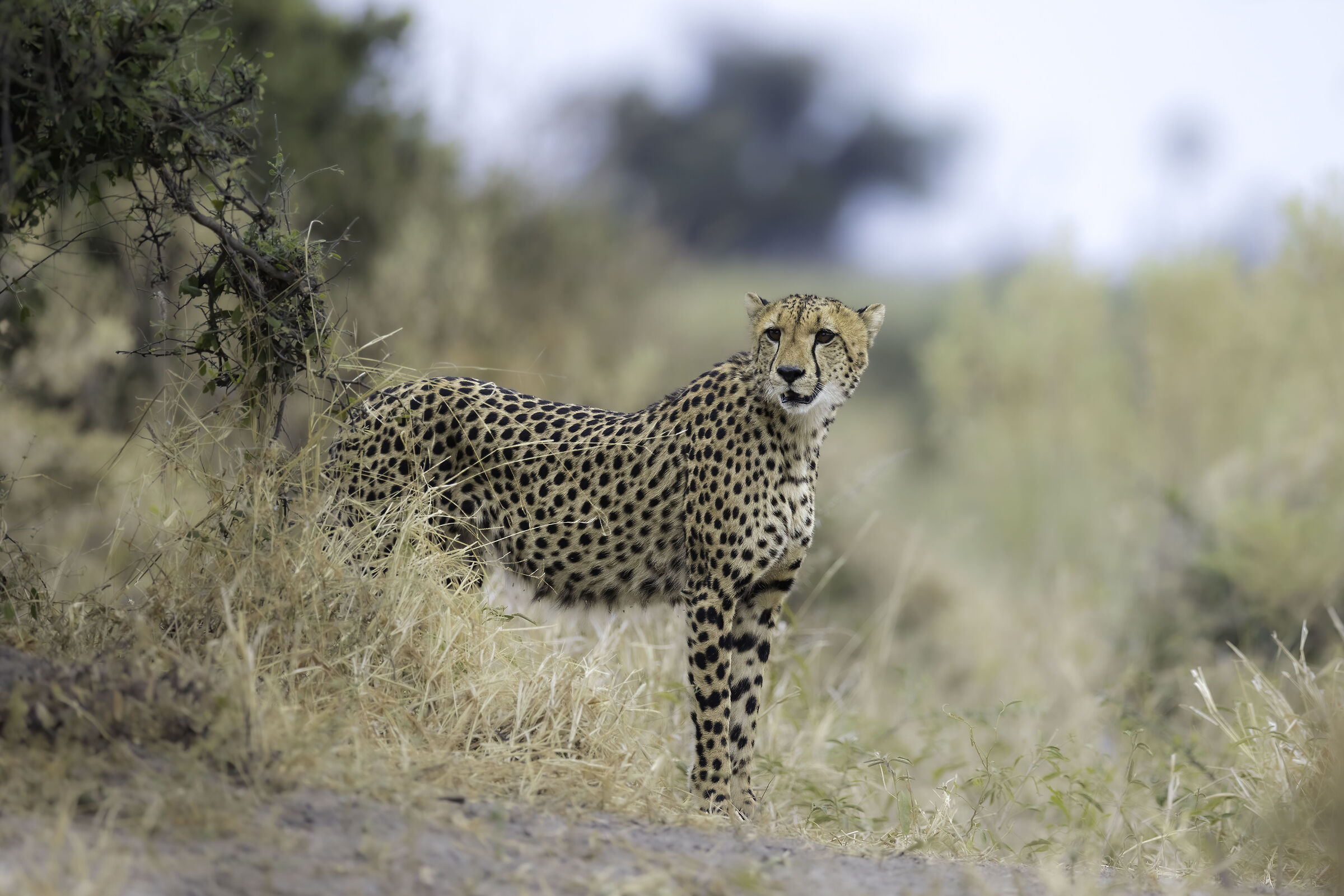 Moremi Game Reserve  Ghepardo