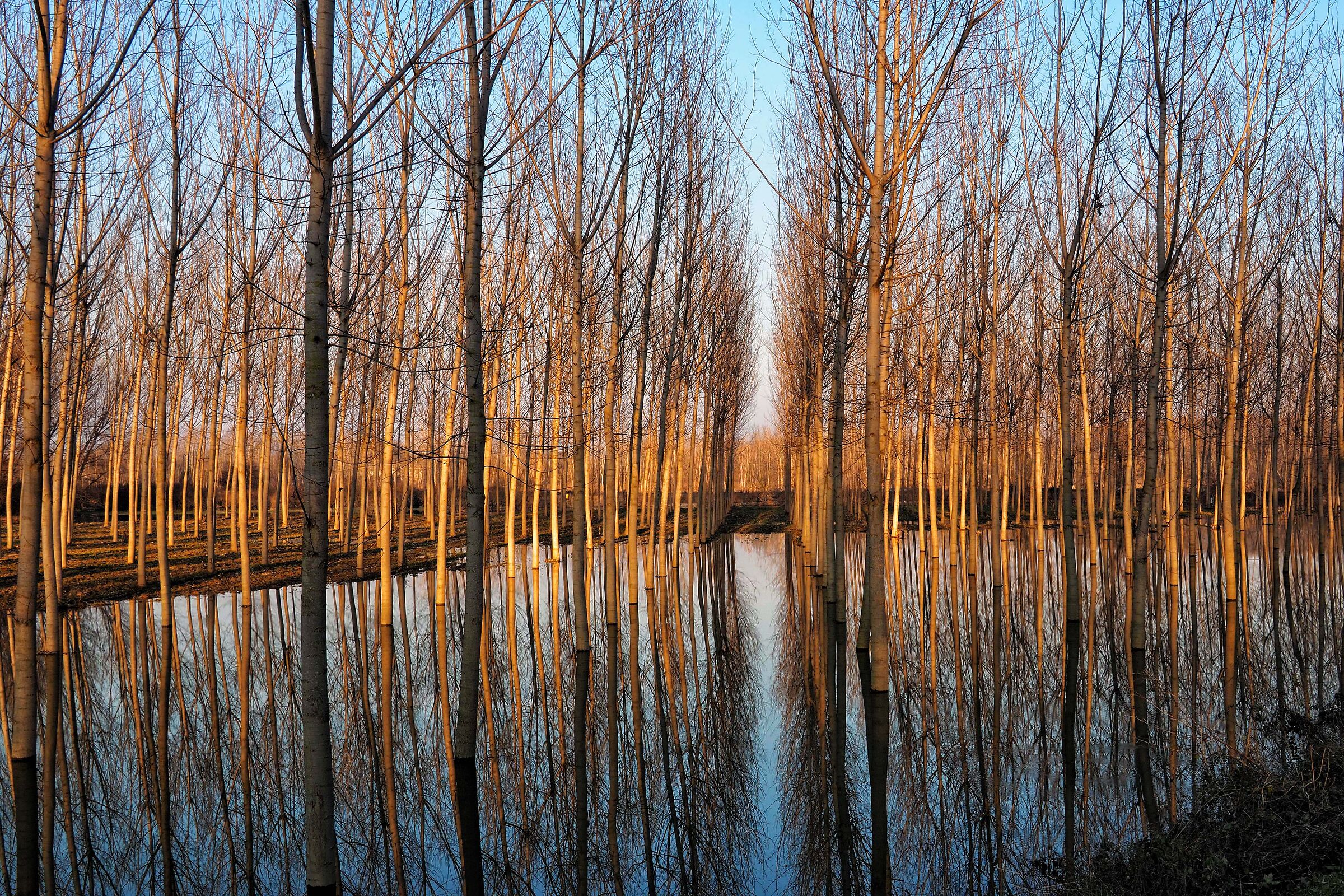 Floodplain of the river Po in Guastalla