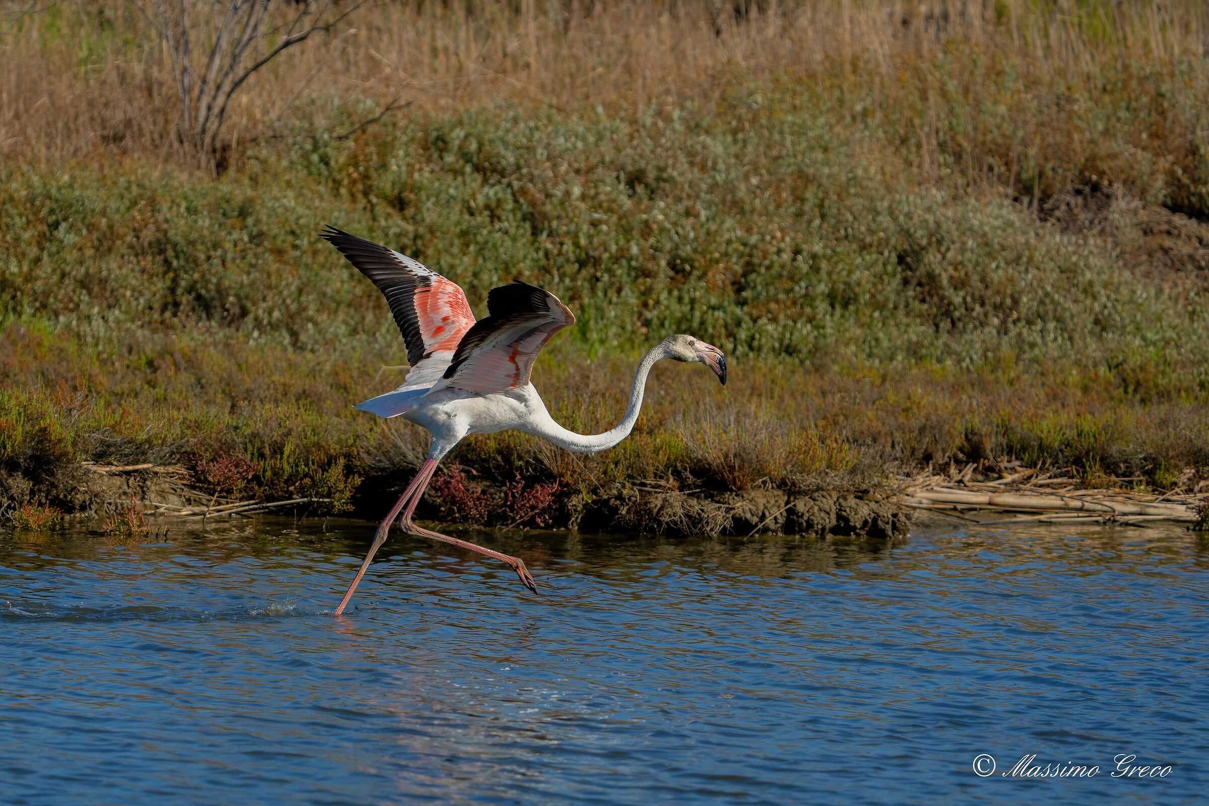 Fenicottero in fase di rullaggio