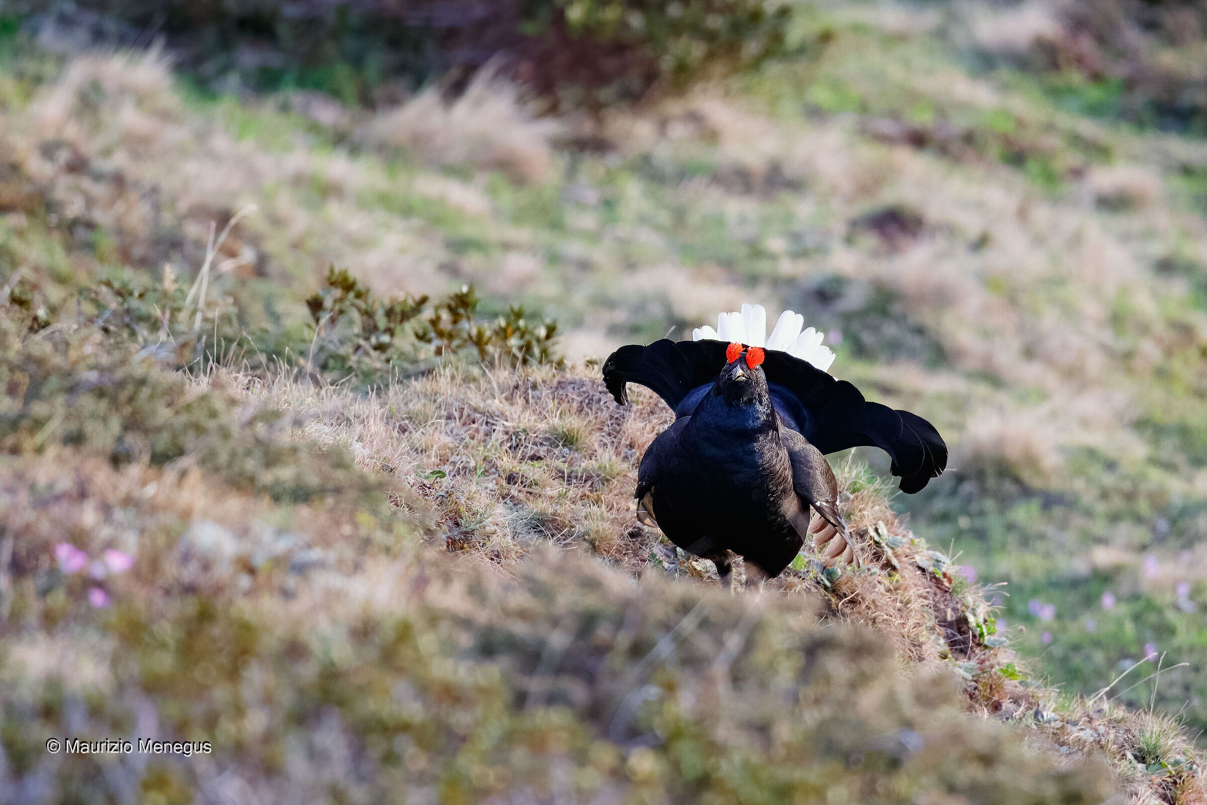 Gallo forcello a maggio - Dolomiti